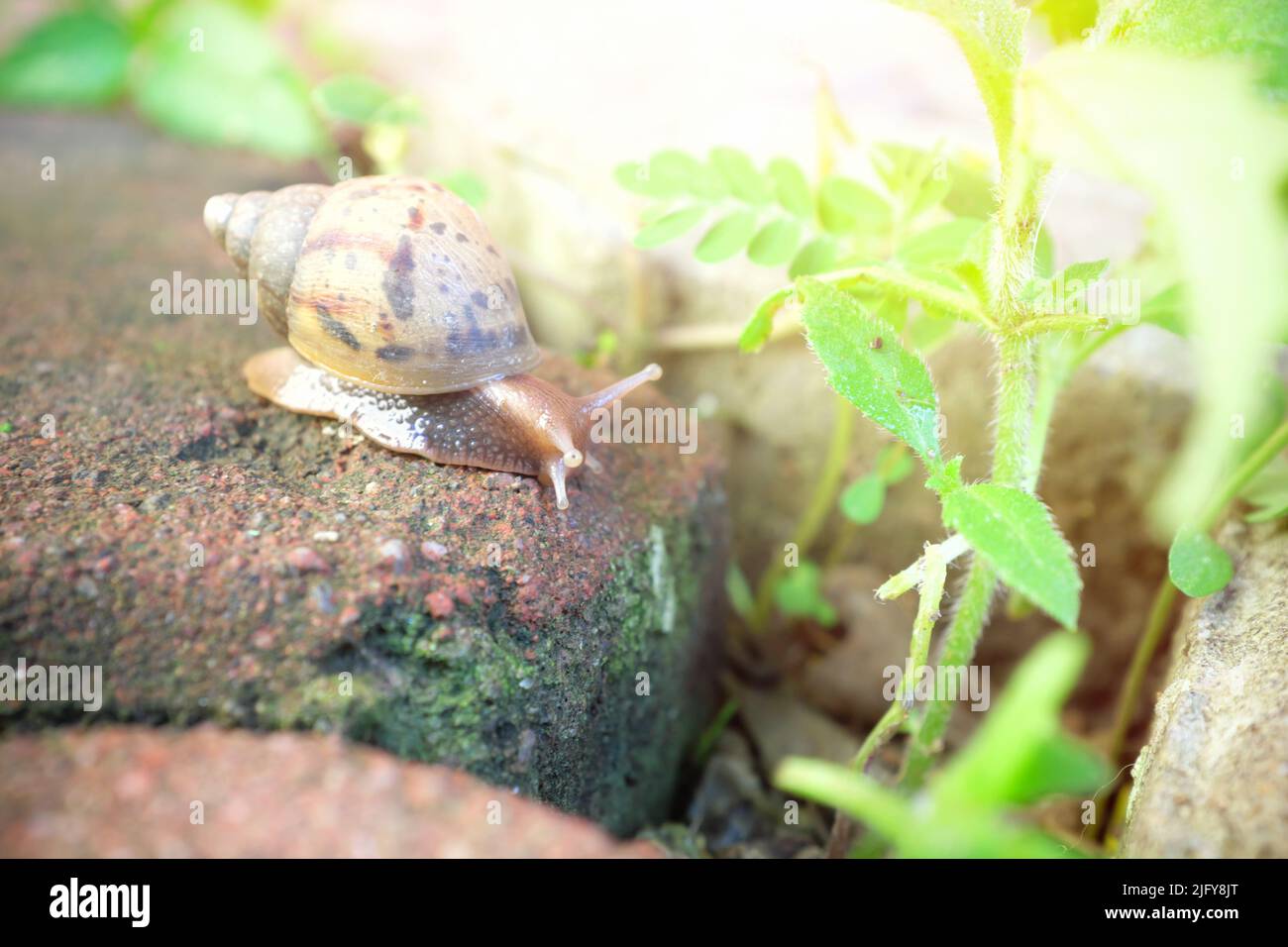 Selektiver Fokus einer Schnecke auf einem Felsen. Stockfoto