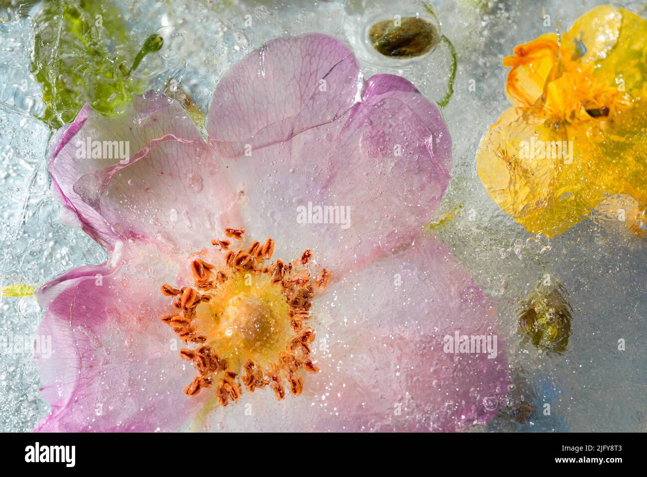 Abstrakter Hintergrund von gefrorenen bunten Blumen. Blumen im Eis im Sonnenlicht Flat Lay Kreative Beauty-Kulisse Konzept der Kryotherapie Stockfoto