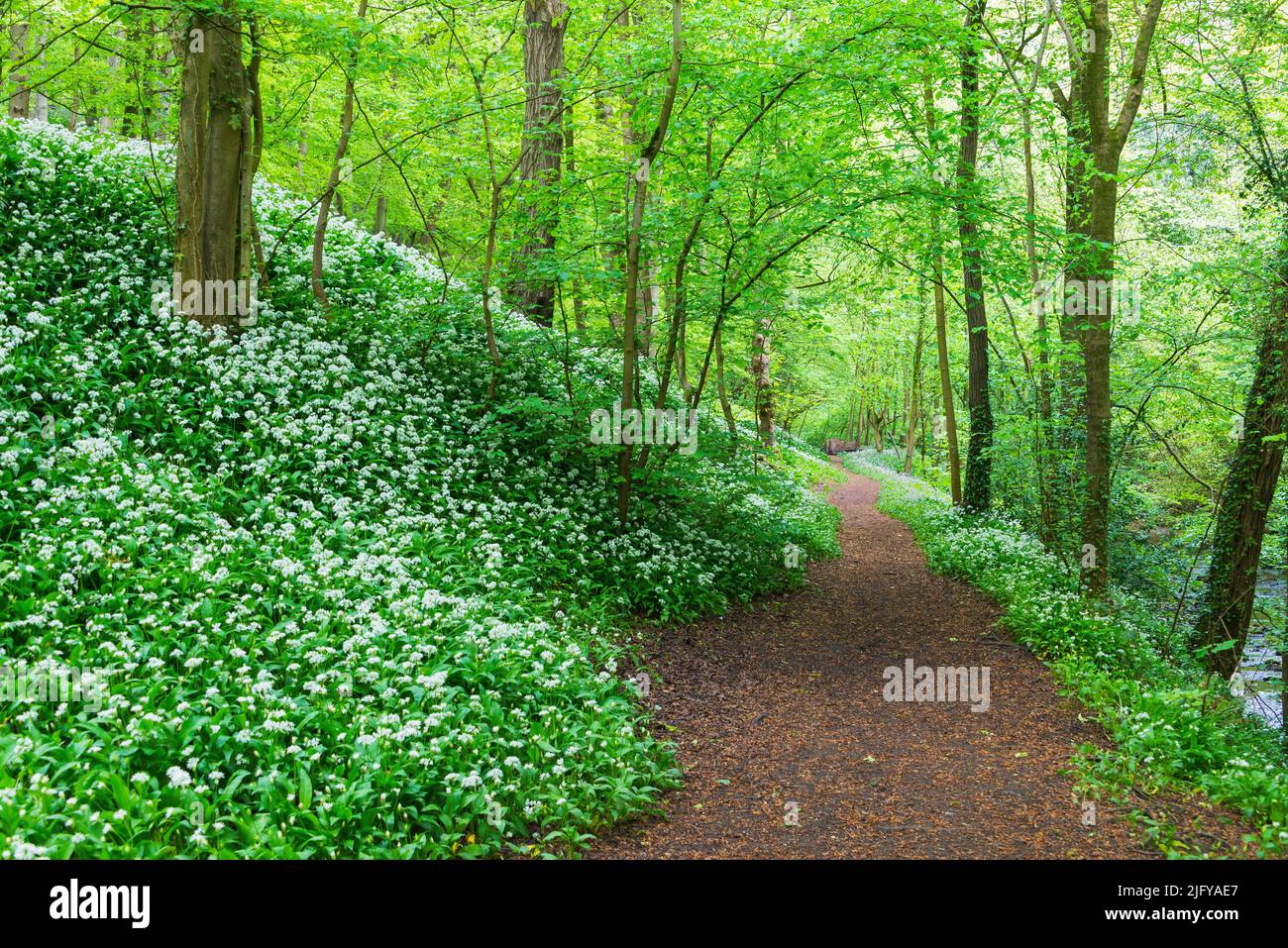 Woodland walt hinter Skipton Castle, North Yorkshire Stockfoto