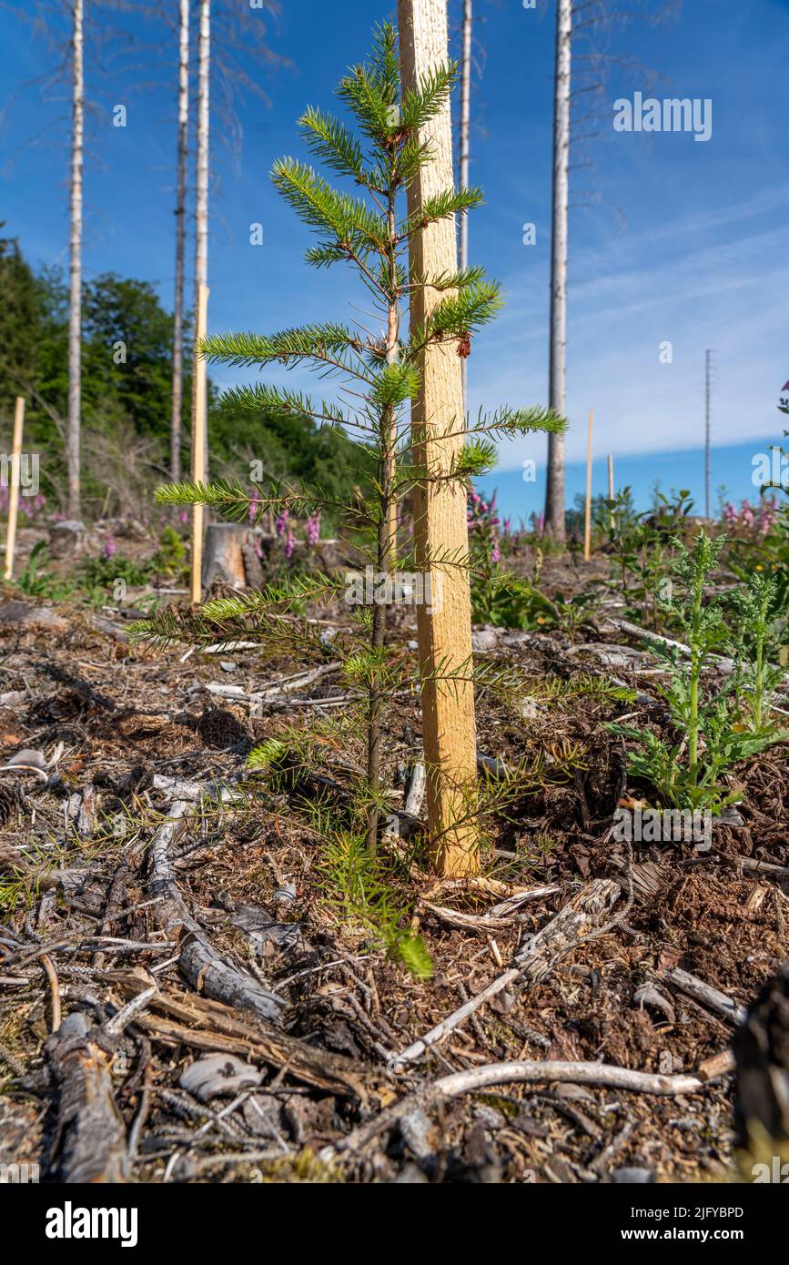 Wiederaufforstung im Arnsberger Wald bei Hirschberg, Bezirk Soest, junge Nadelbäume, grüne Douglasien, auf dem Gelände eines Fichtenwaldes, der sich in der Nähe von Hirschberg befindet Stockfoto