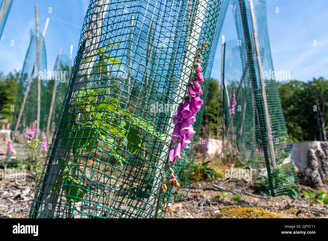 Wiederaufforstung im Arnsberger Wald bei Freienohl, Bezirk Soest, junge Eichen, mit Browsing-Schutz, zum Schutz vor Wildtieren, auf dem Stockfoto