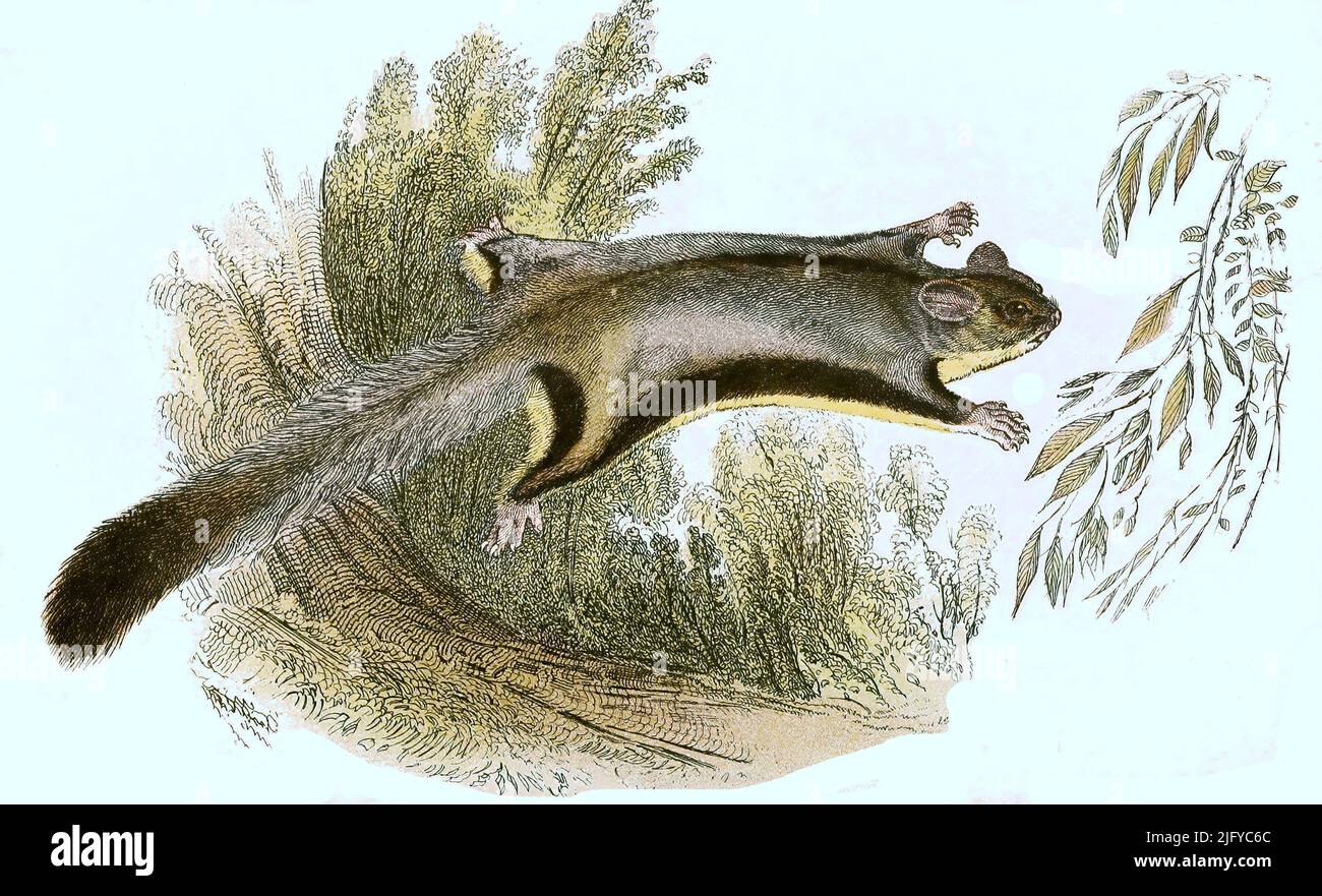 Kurzkopfgleitbeutler, Art der Gleitbeutler, Petaurus breviceps / Lesser ... - Kurzkopfgleitbeutler Art Der Gleitbeutler Petaurus Breviceps Lesser Flying Phalanger Sugar GliDe Petaurus Breviceps Historisch Historisch Digital Verbesserte ReproDuktion Eines Originals Aus Dem 19 JahrhunDert Digital Restaurierte ReproDuktion Einer Originalvorlage Aus Dem 19 JahrhunDert Das OriginalDatum Nicht Bekannt 2jfyc6c