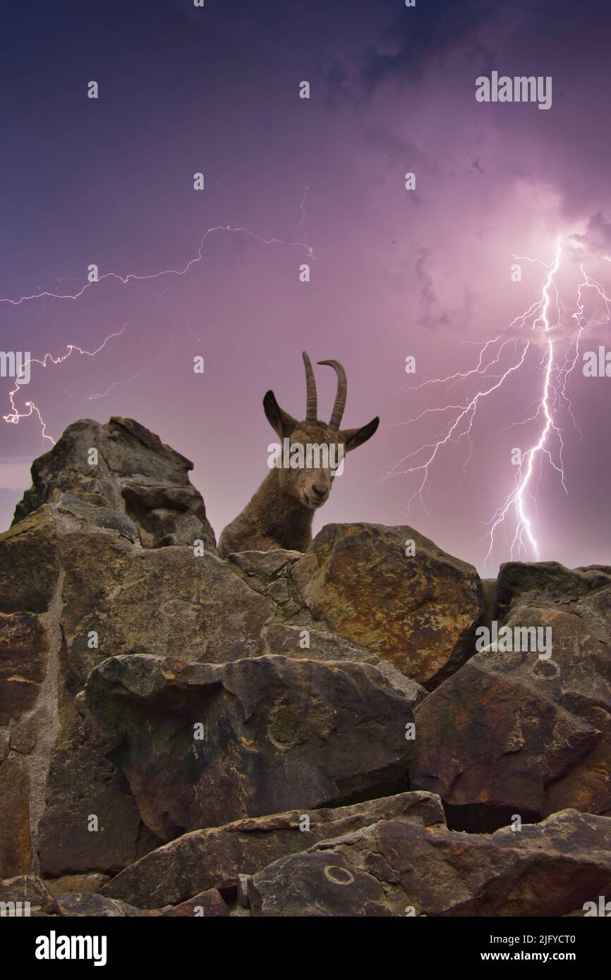 Steinbock liegt auf einem Felsen in der Natur mit Sommergewitter im Hintergrund. Großes Horn bei Säugetieren. Ein Huftier aus den Bergen. Tierfoto Stockfoto