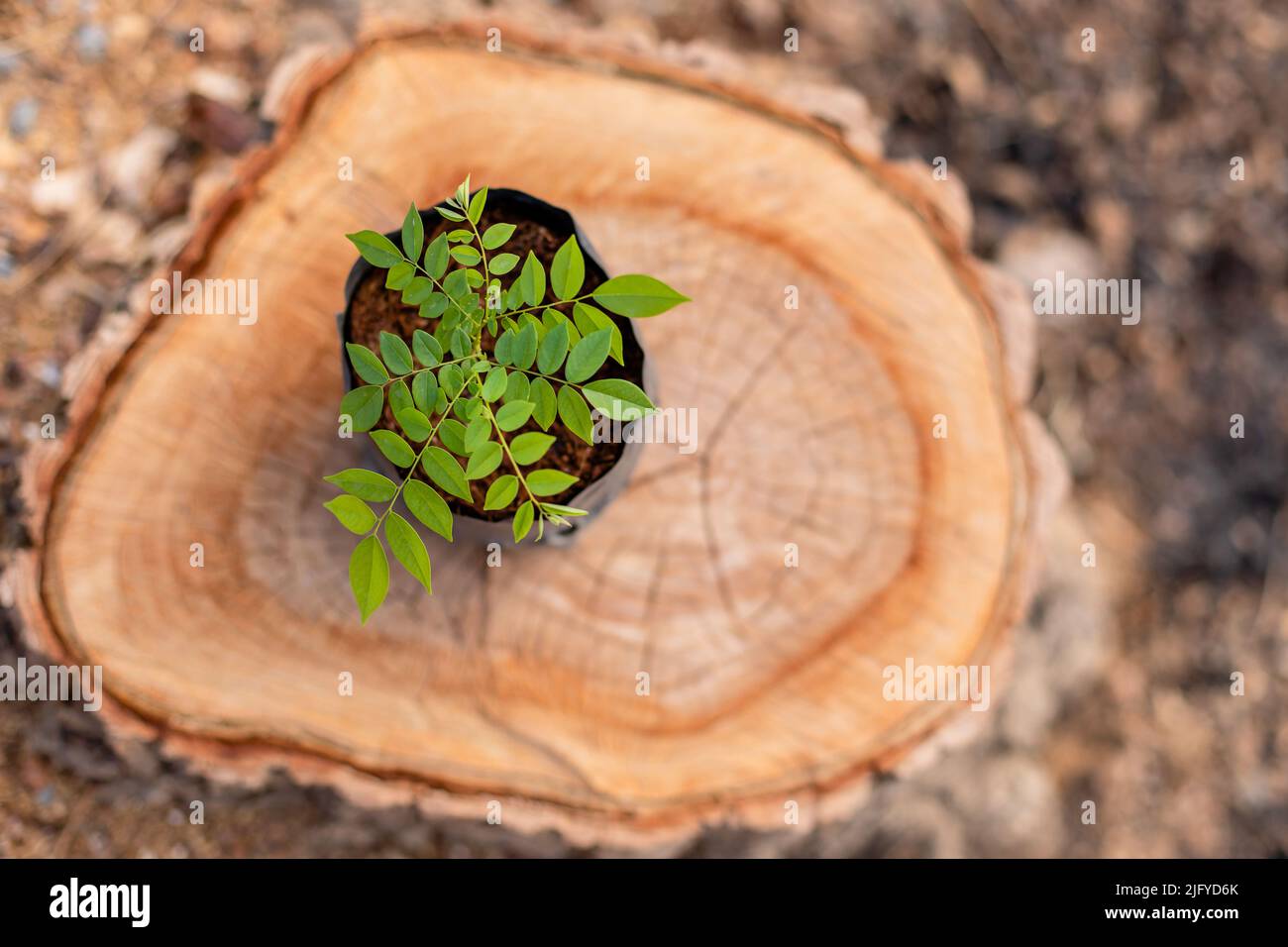 Junger Sproß aus Baum (Palisander, siamesisches Palisander oder Bauholz) in schwarzem Säbeutel, der auf den Baumstumpf gelegt wird. Ersatz- und Umgebungskonzept Stockfoto
