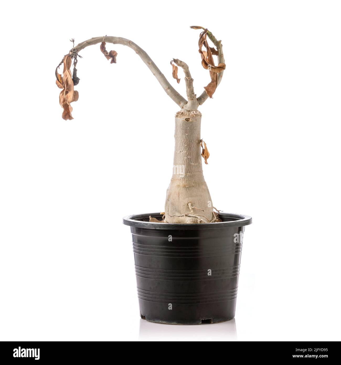 Abgestorbene Pflanze der Wüstenrose (Adenium) in schwarz gegossen. Studioaufnahme isoliert auf weißem Hintergrund Stockfoto