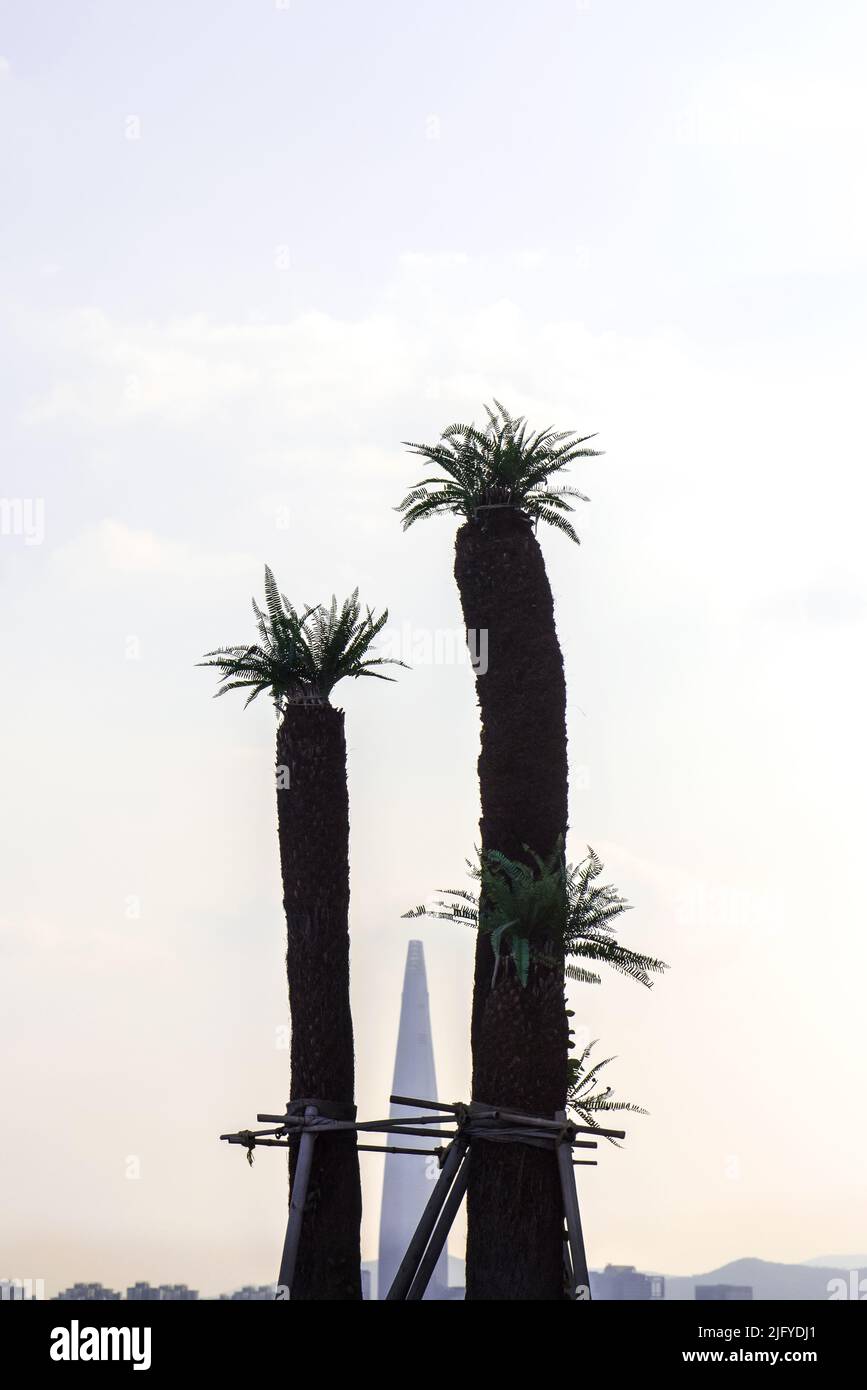 Schöne Cycas revoluta Thunb Stamm Baum Hintergrund blauen Himmel. Stockfoto