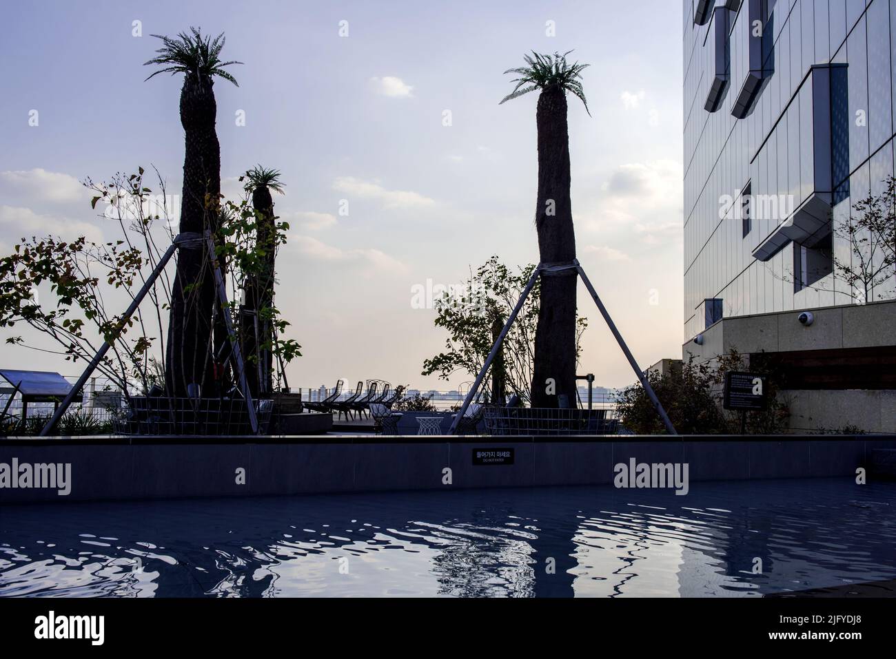 Schöne Cycas revoluta Thunb Stamm Baum Hintergrund blauen Himmel. Stockfoto