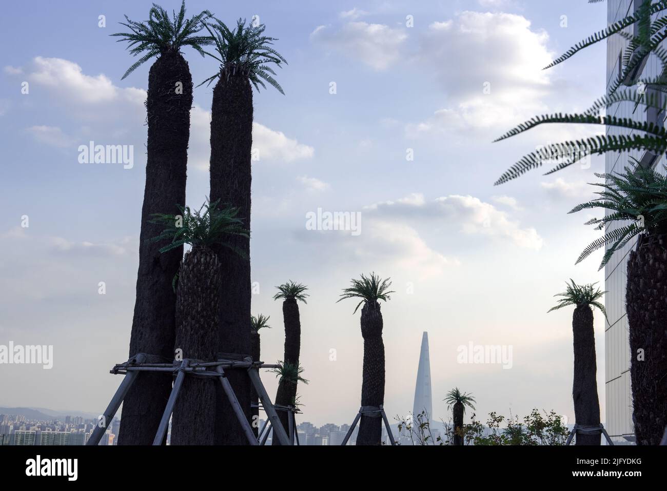 Schöne Cycas revoluta Thunb Stamm Baum Hintergrund blauen Himmel. Stockfoto