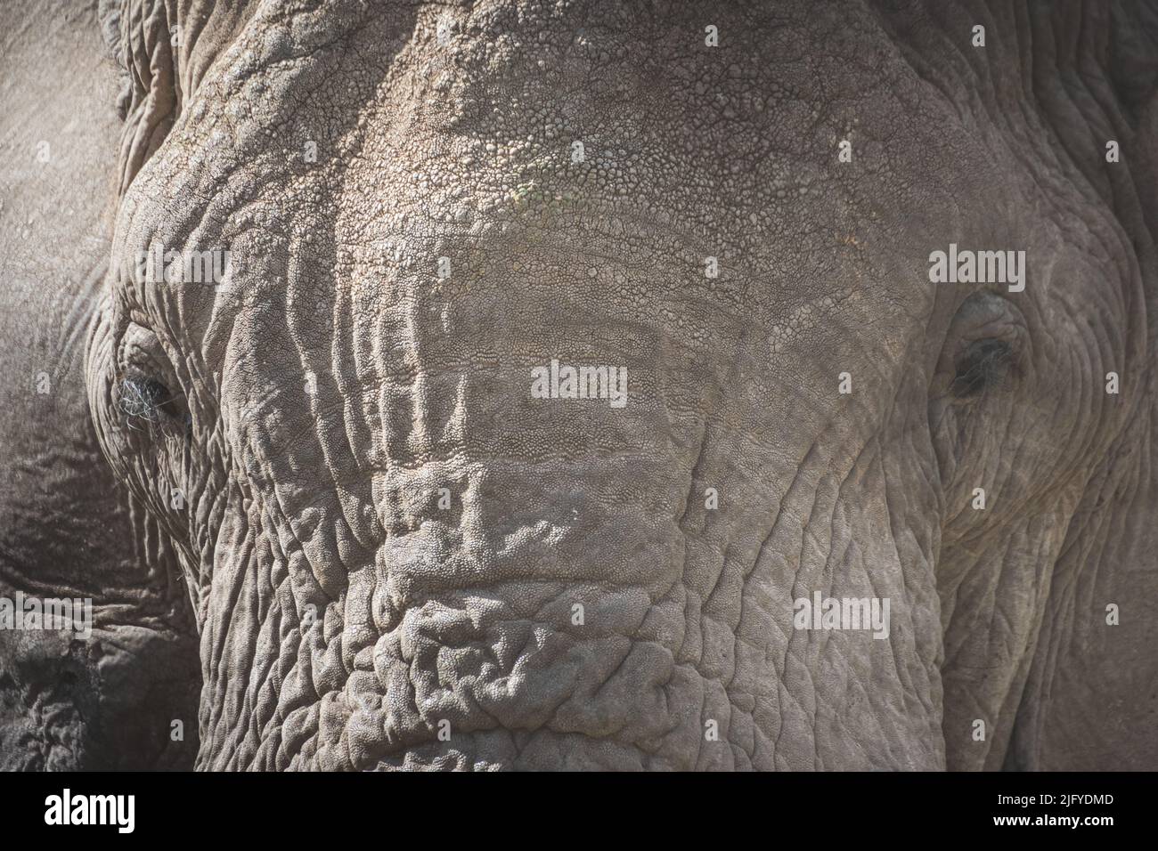 Nahaufnahme eines isolierten großen erwachsenen männlichen Elefanten (Elephantidae) im Grünlandschutzgebiet des Ngorongoro-Kraters. Safari-Konzept für Wildtiere. Tansania. Af Stockfoto