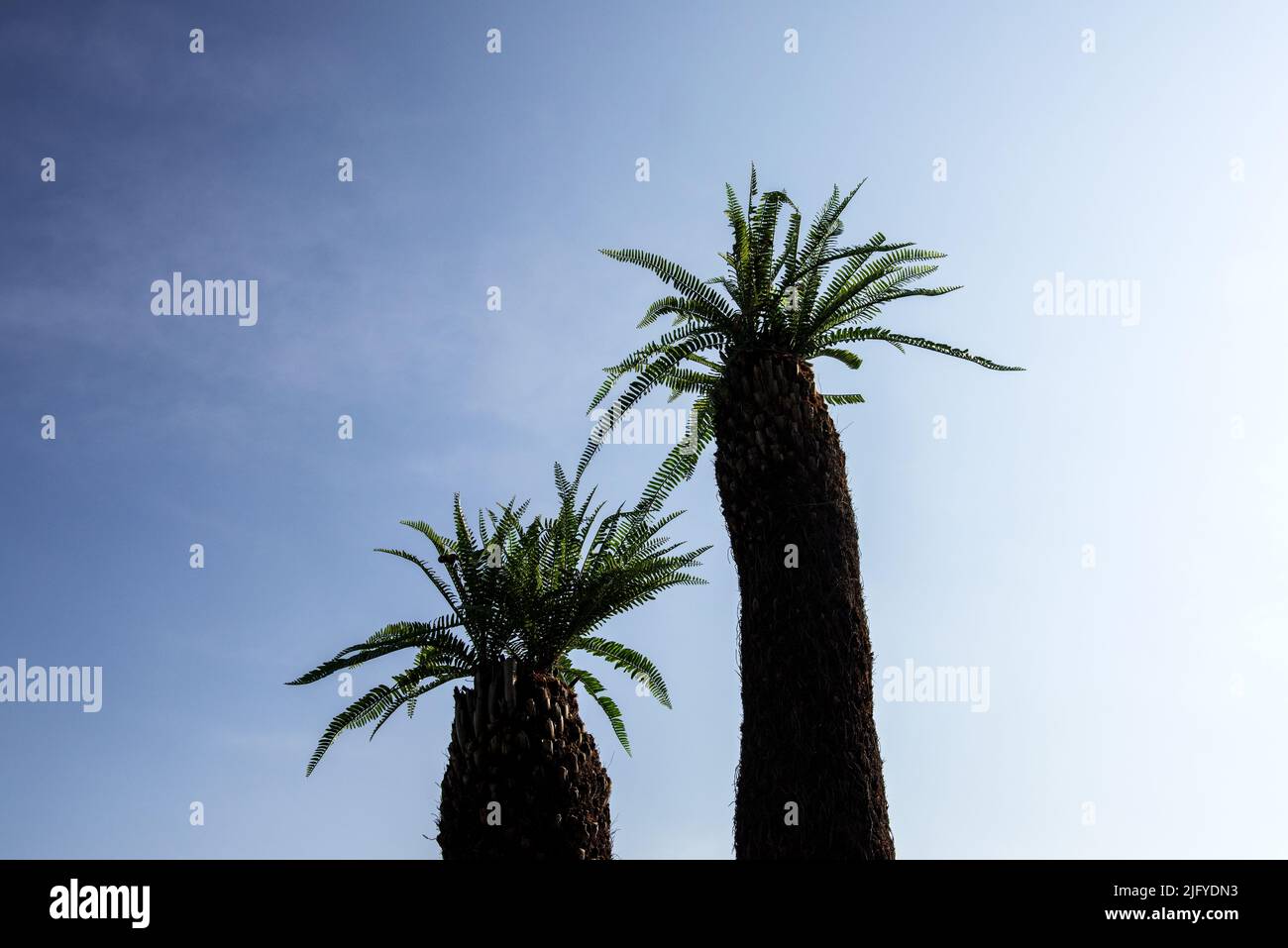 Schöne Cycas revoluta Thunb Stamm Baum Hintergrund blauen Himmel. Stockfoto