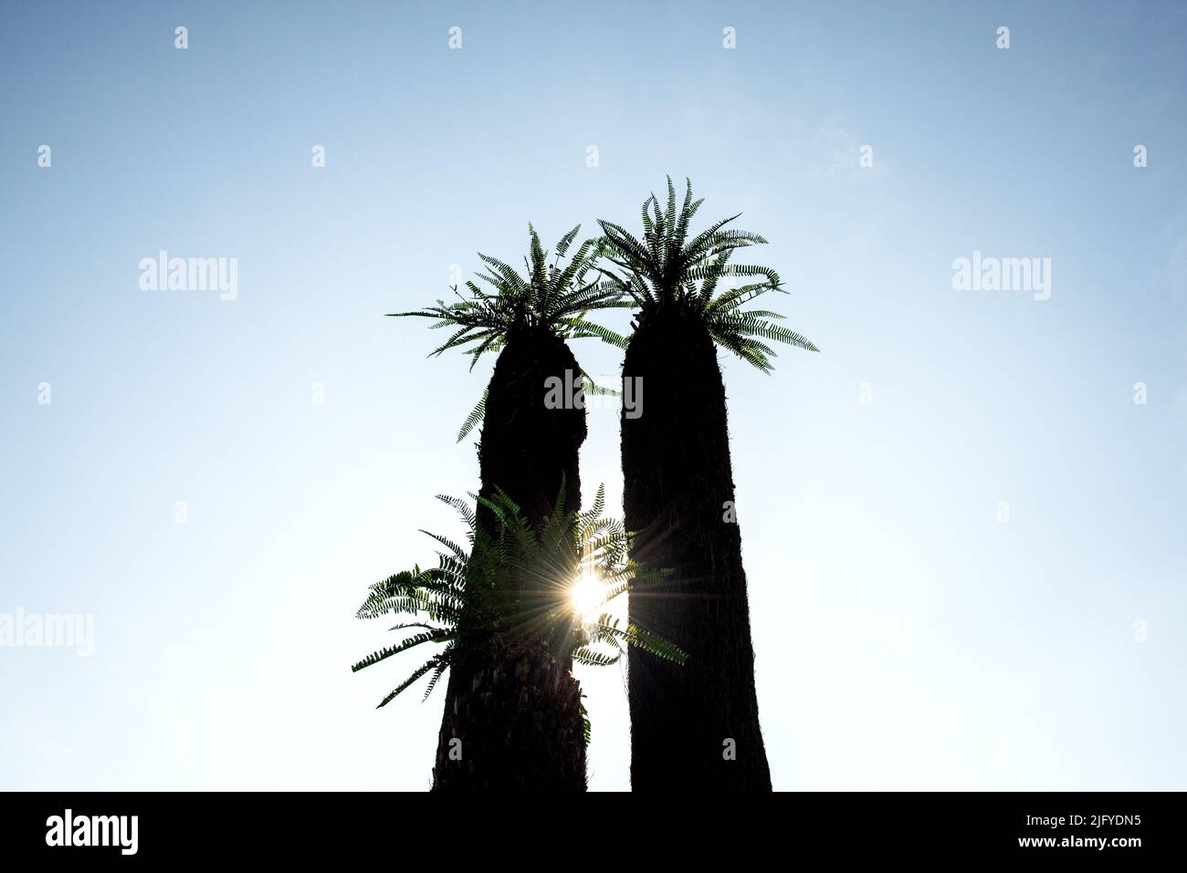 Schöne Cycas revoluta Thunb Stamm Baum Hintergrund blauen Himmel. Stockfoto