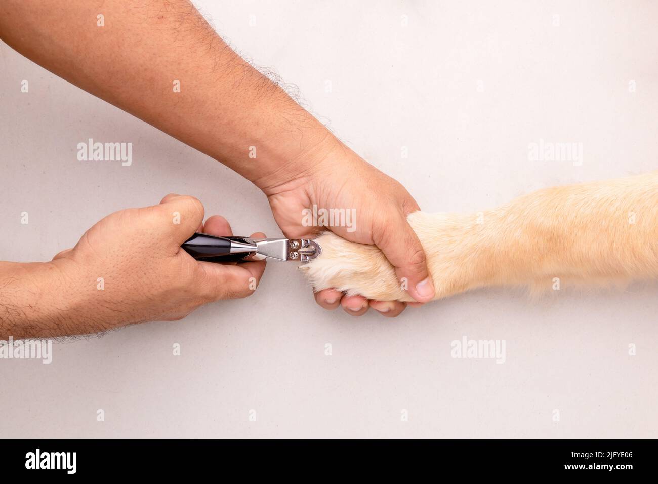 Nagellackschneiden. Mann mit Nagelschneider für Tier zu schneiden Hund Nagel. Draufsicht Stockfoto