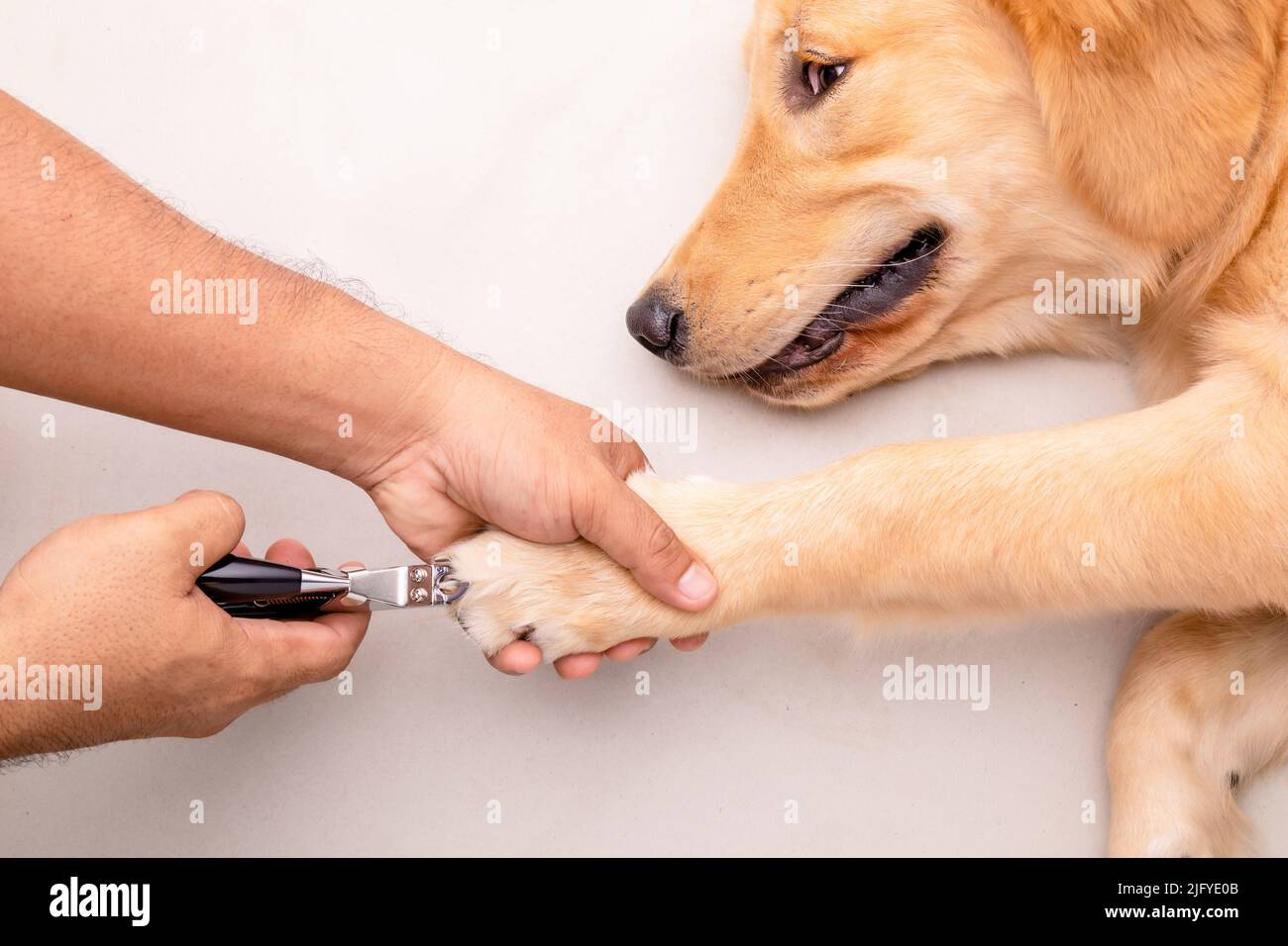 Nagellackschneiden. Mann mit Nagelschneider für Tier zu schneiden Hund Nagel. Draufsicht Stockfoto
