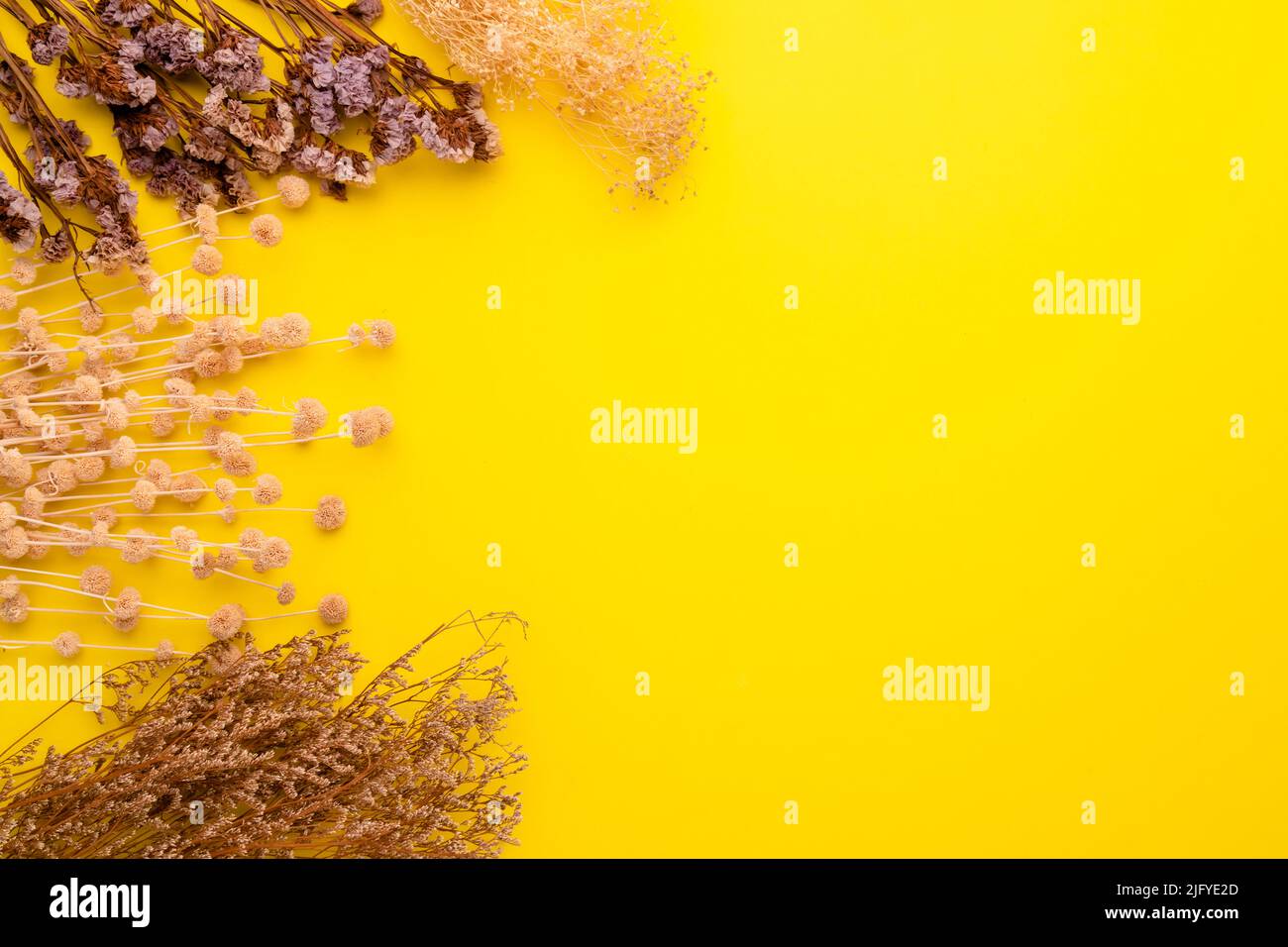 Draufsicht trockene Farbe Gras Blume für die Innendekoration auf gelbem Hintergrund. Studio-Aufnahme mit Platz für Tests oder Design Stockfoto