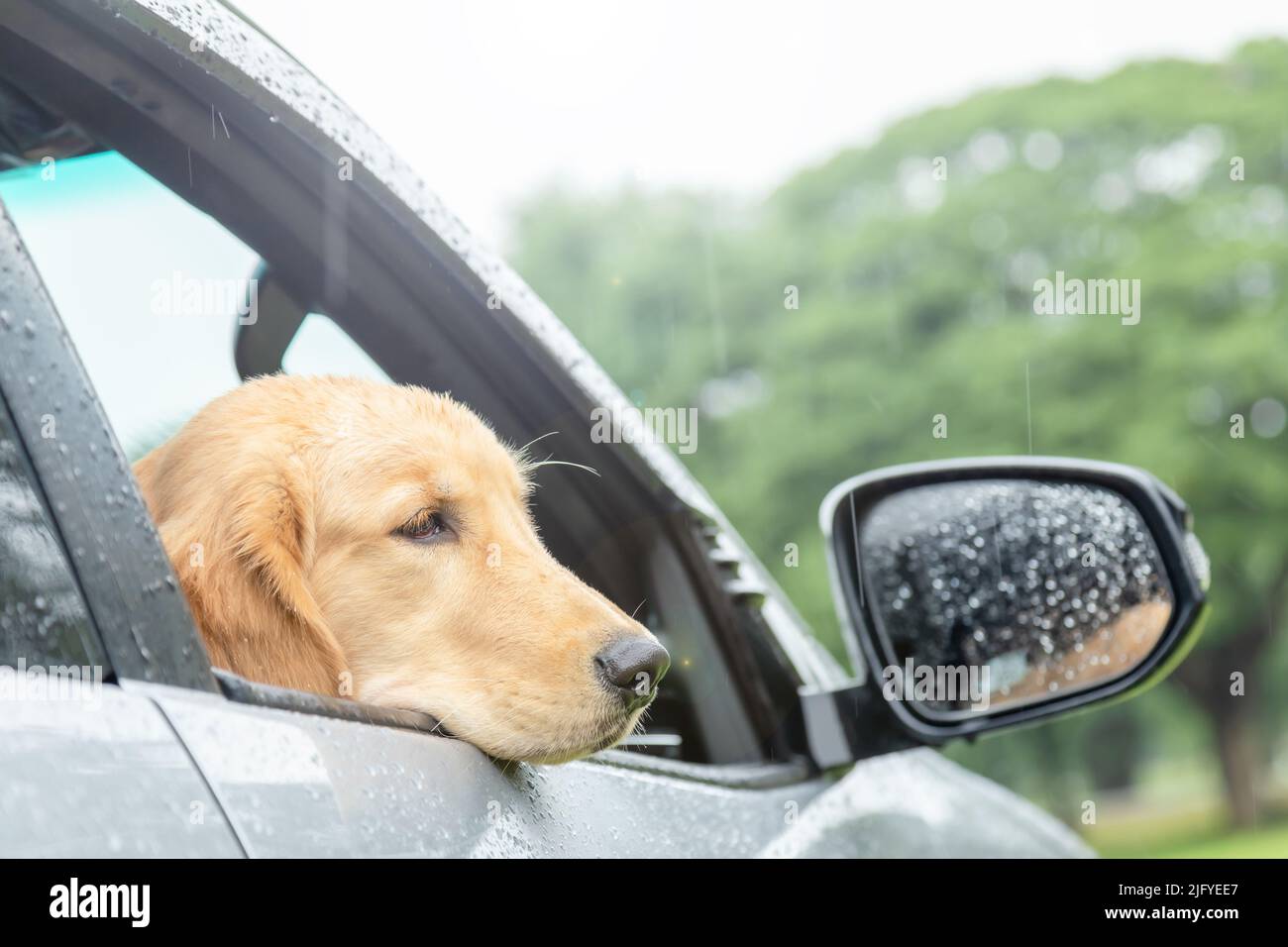 Brauner Hund (Golden Retriever), der am regnerischen Tag im Auto sitzt. Reisen mit Tierkonzept Stockfoto