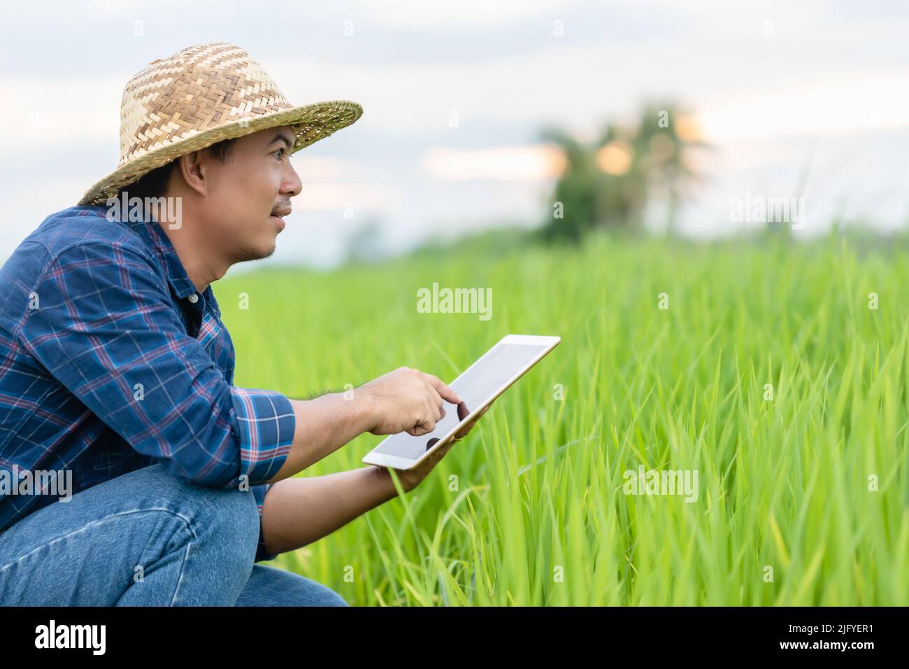 Asiatischer junger Landwirt mit Tablette auf dem grünen Reisfeld. Einsatz von Technologie für intelligentes Farmer-Konzept Stockfoto