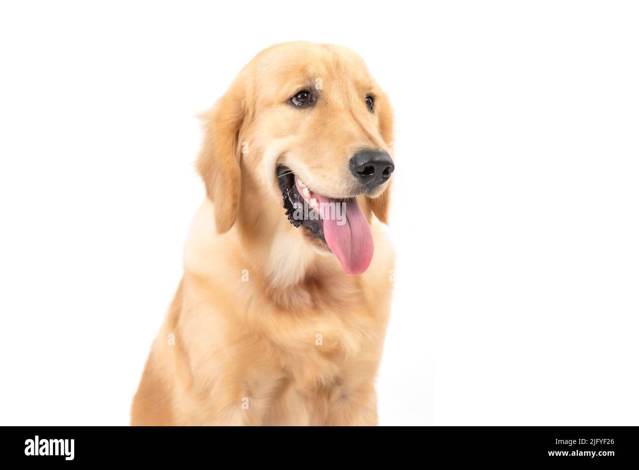 Porträt 7 Monate brauner Hund (Golden Retriever) isoliert auf weißem Hintergrund. Für das Tierkonzept Stockfoto