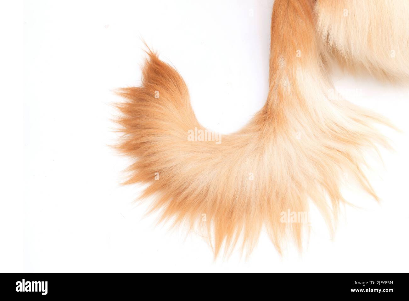 Nahaufnahme brauner Hundeschwanz (Golden Retriever) isoliert auf weißem Hintergrund. Draufsicht mit Platz für Text oder Design Stockfoto