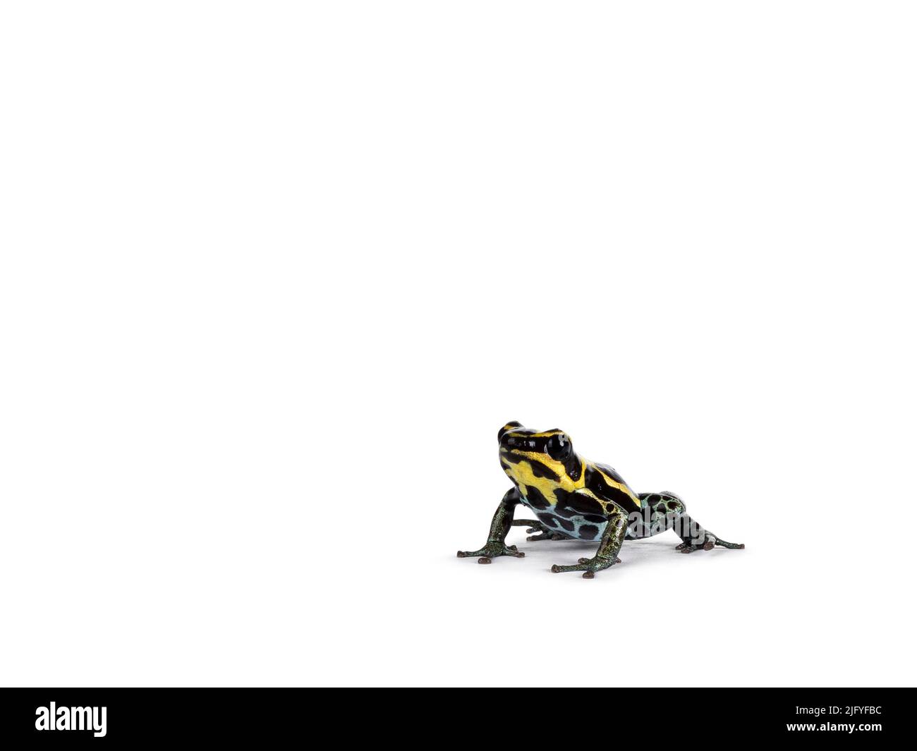 Tiny ranitomeya ventrimaculata aka reticulated giftfrog sitting side ways. Isoliert auf weißem Hintergrund. Stockfoto