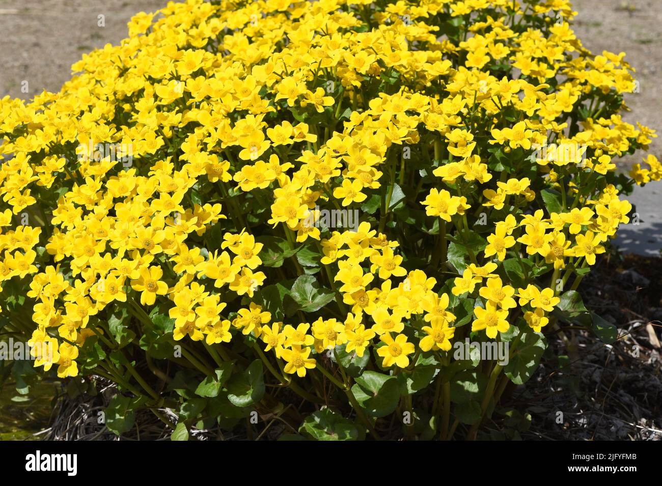 Sumpfdotterblume, Caltha palustris ist eine Heil- und Wasserpflanze. Caltha palustris, Marsh Ringelblume, ist eine Heil- und Wasserpflanze Stockfoto