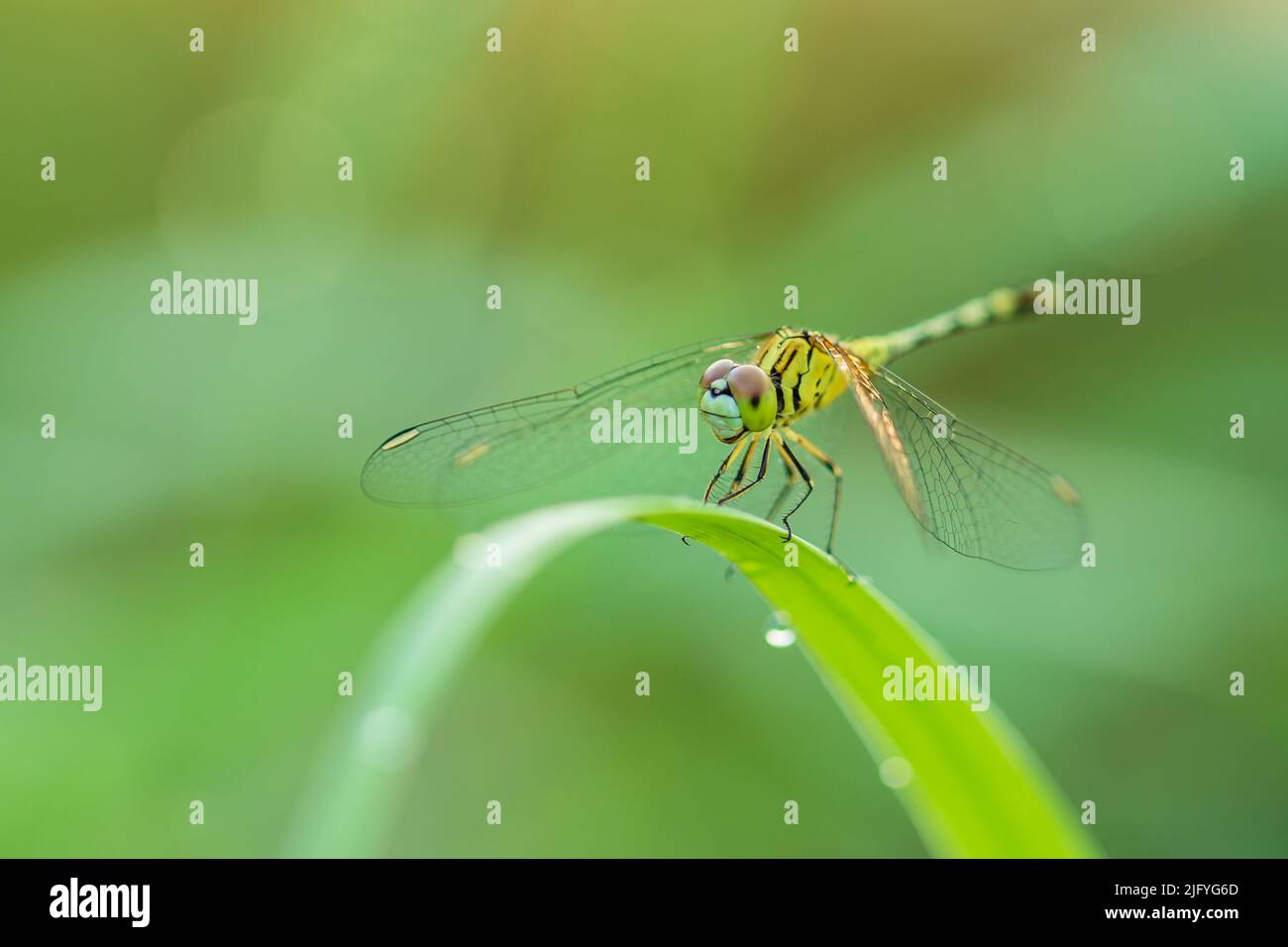 Makro-Libelle in der Natur auf grün verwacklungsunscharfem Hintergrund Stockfoto
