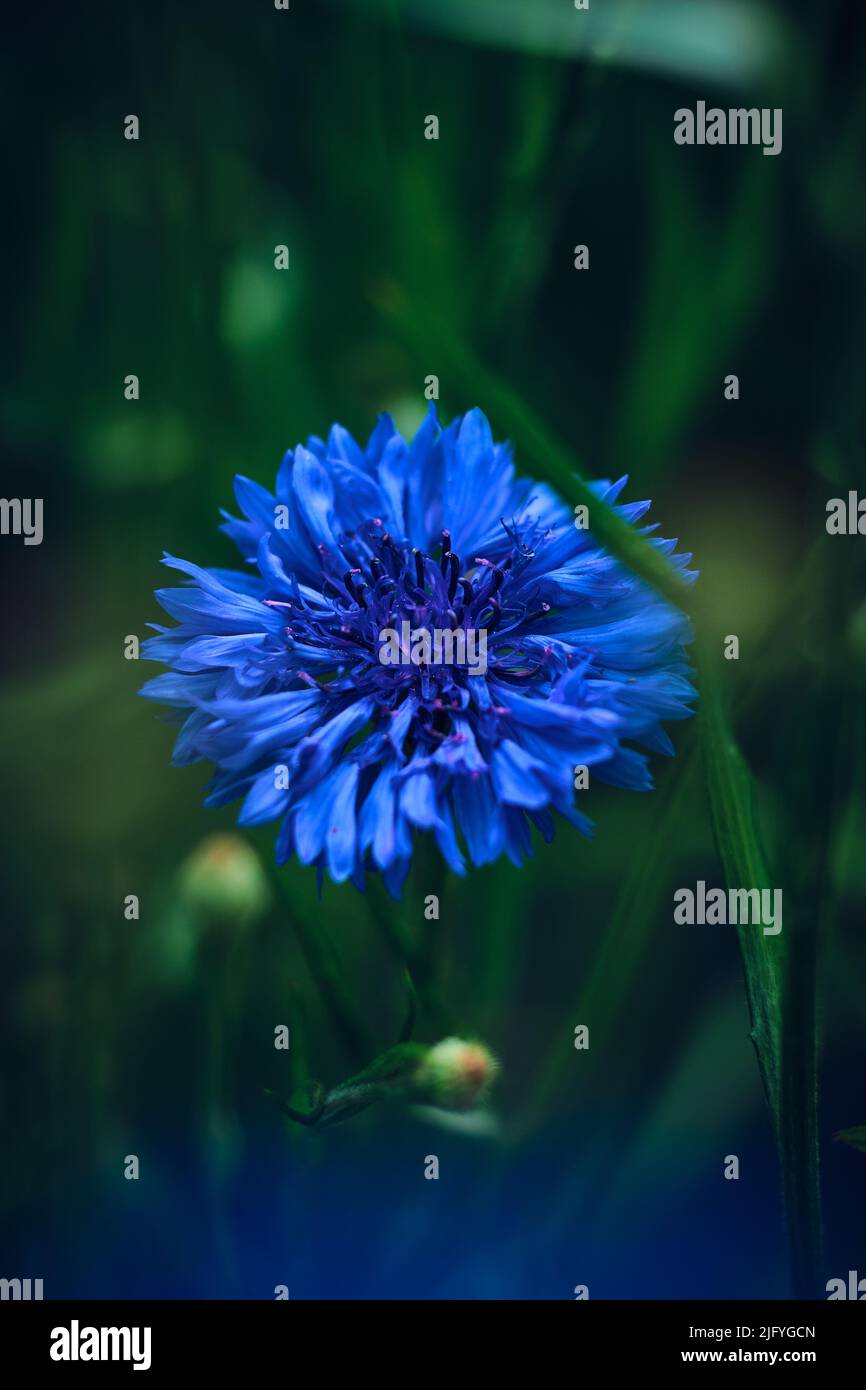 Wunderschöne tiefblaue Kornblume. Hochwertige Fotos Stockfoto