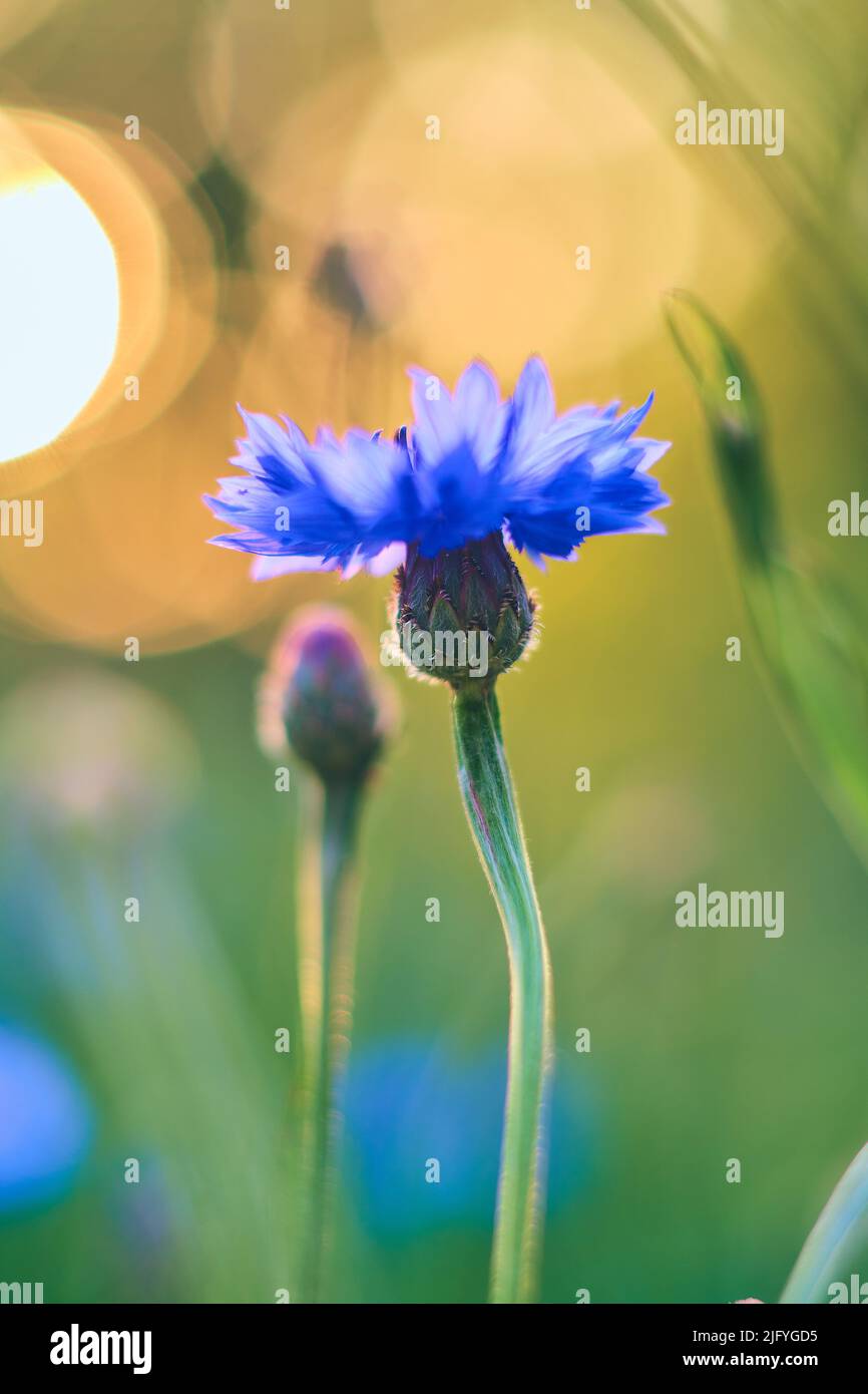 Einzelne Kornblume in hellem Sonnenlicht. Hochwertige Fotos Stockfoto
