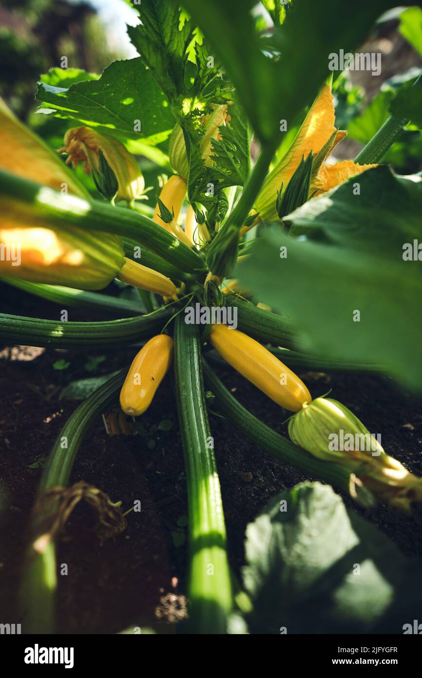 Gelbe Zucchini wachsen auf Pflanzen. Hochwertige Fotos Stockfoto