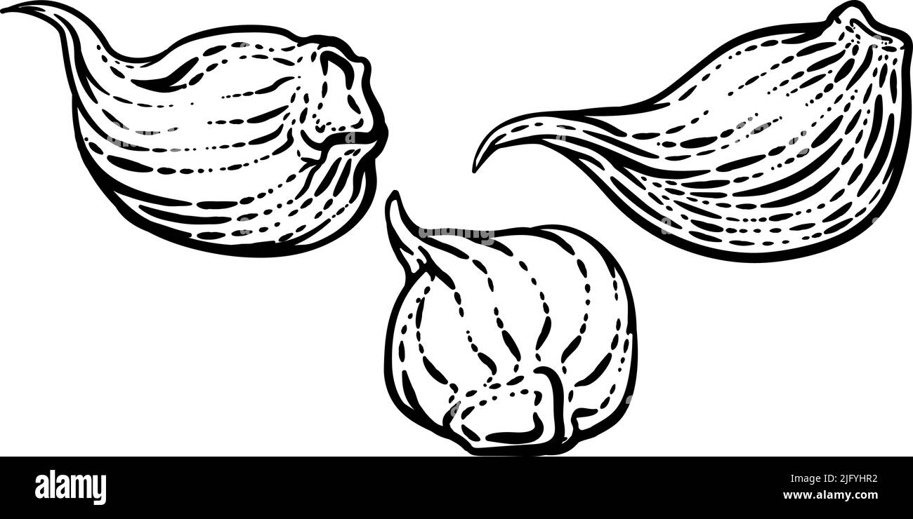 Knoblauch Gemüse Vintage Holzschnitt Illustration Stock Vektor