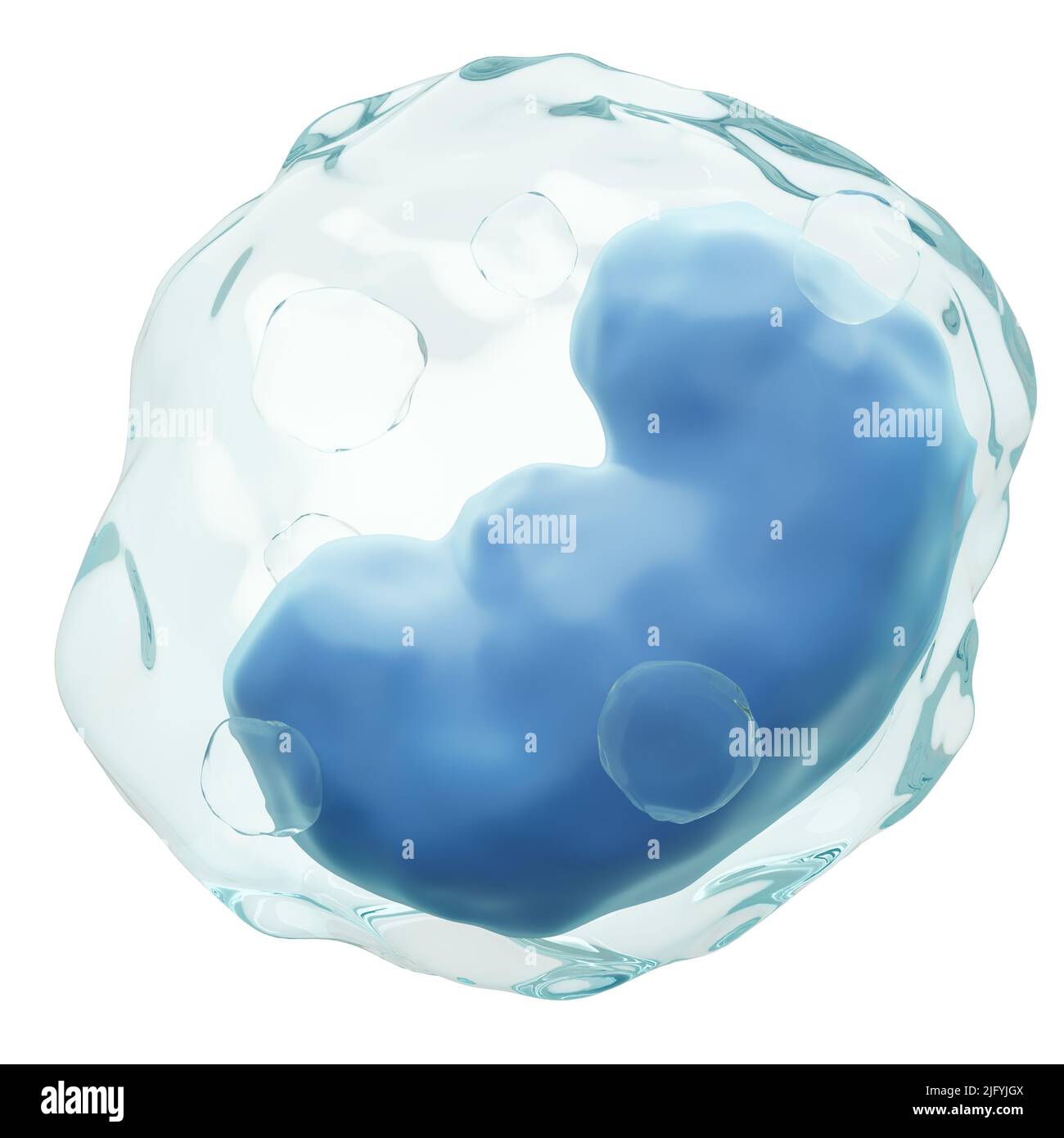 Monozyten . Weiße Blutkörperchen mit Transparenzmembran und Niere - geformt oder Pferdehufe - geformten Kern und viele Vakuole . Isolierter weißer Hintergrund Stockfoto
