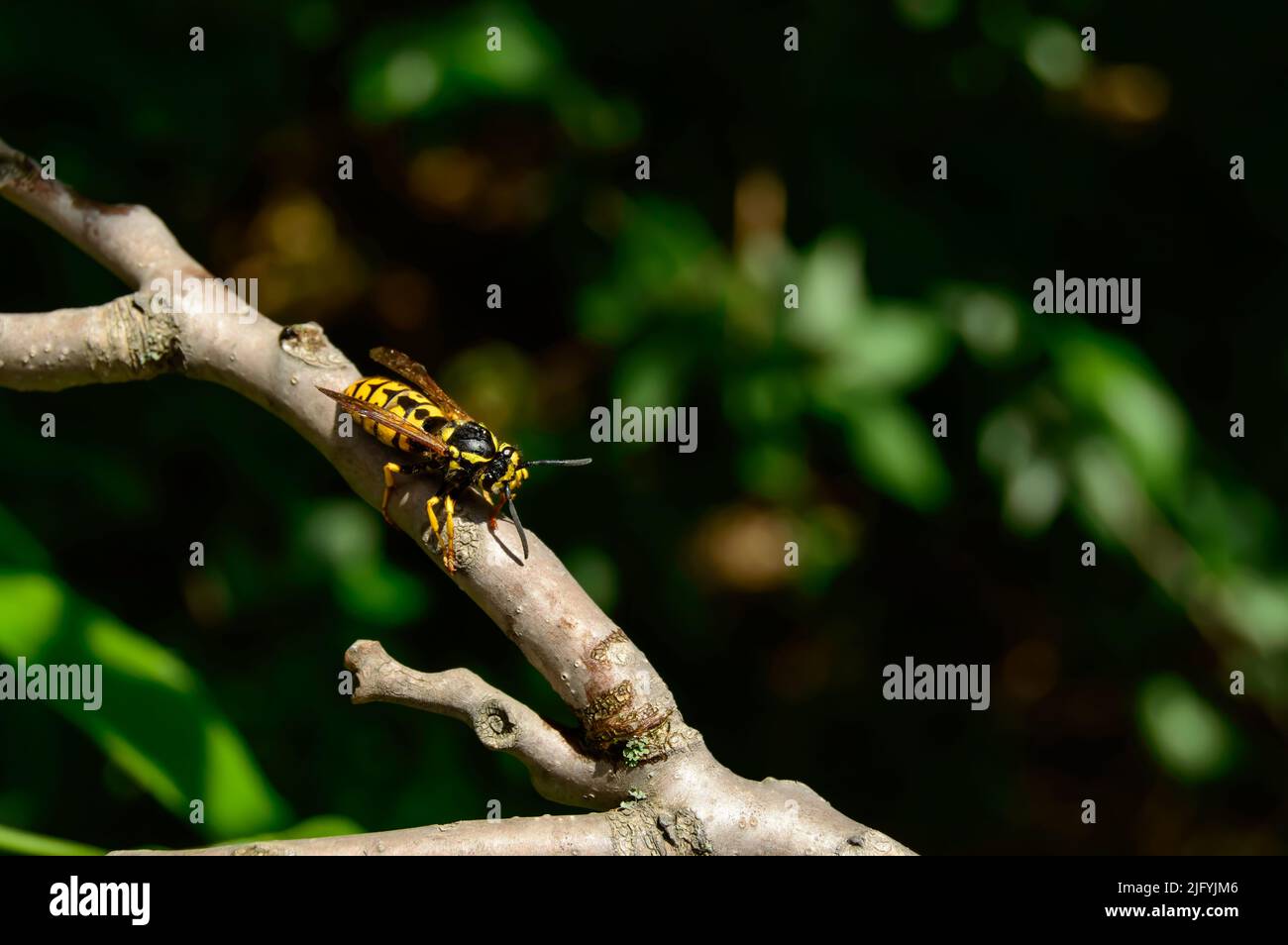 Die hübsche Wespe wurde vor kurzem vor dem Ertrinken und dem Sitzen auf einem Ast gerettet und trocknet die Flügel. Makrobild im Hintergrund. Stockfoto