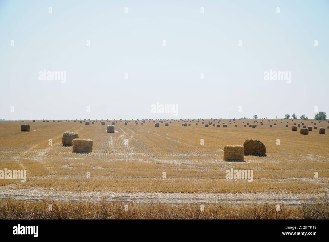 Heu in Rollen auf einem gemähtem Feld Stockfoto