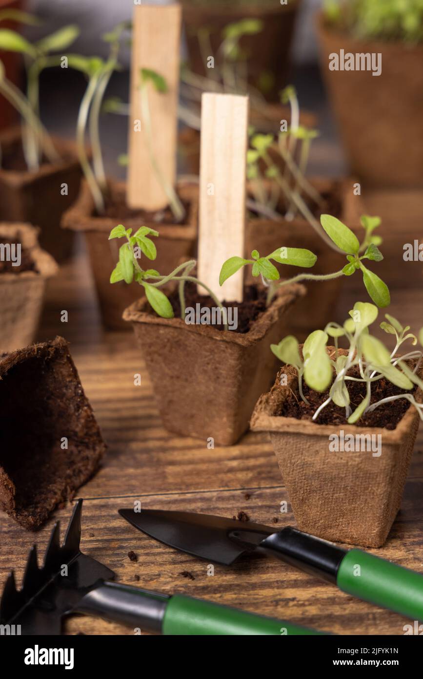 Pflanzen- und Kräuterpflanzen, die in biologisch abbaubaren Töpfen auf einem Holztisch wachsen, sind aus nächster Nähe zu sehen. Indoor-Gartenarbeit mit kleinen Gartengeräten. Urban Gardening, ho Stockfoto
