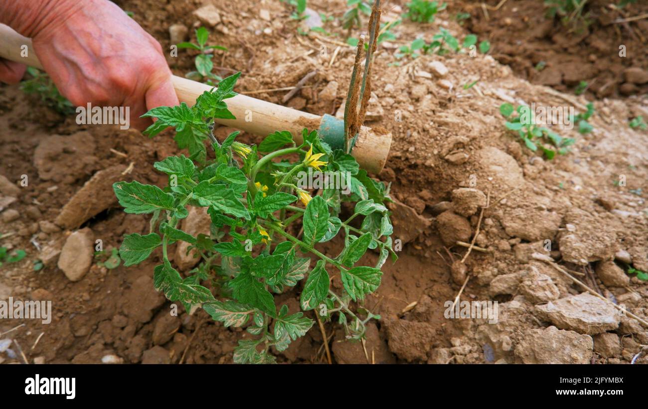 Tomatensämling vith Blumen, traditionelle Landwirtschaft mit Hacke, selektiver Fokus. Stockfoto