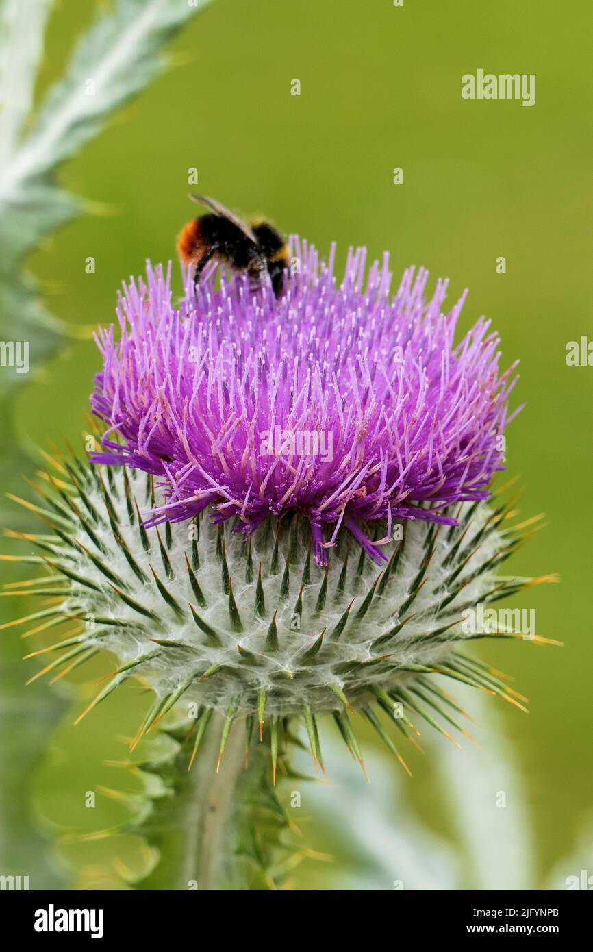 Bee on a Thistle im Waterperry Garden in der Nähe von Oxford UK im Sommer Stockfoto