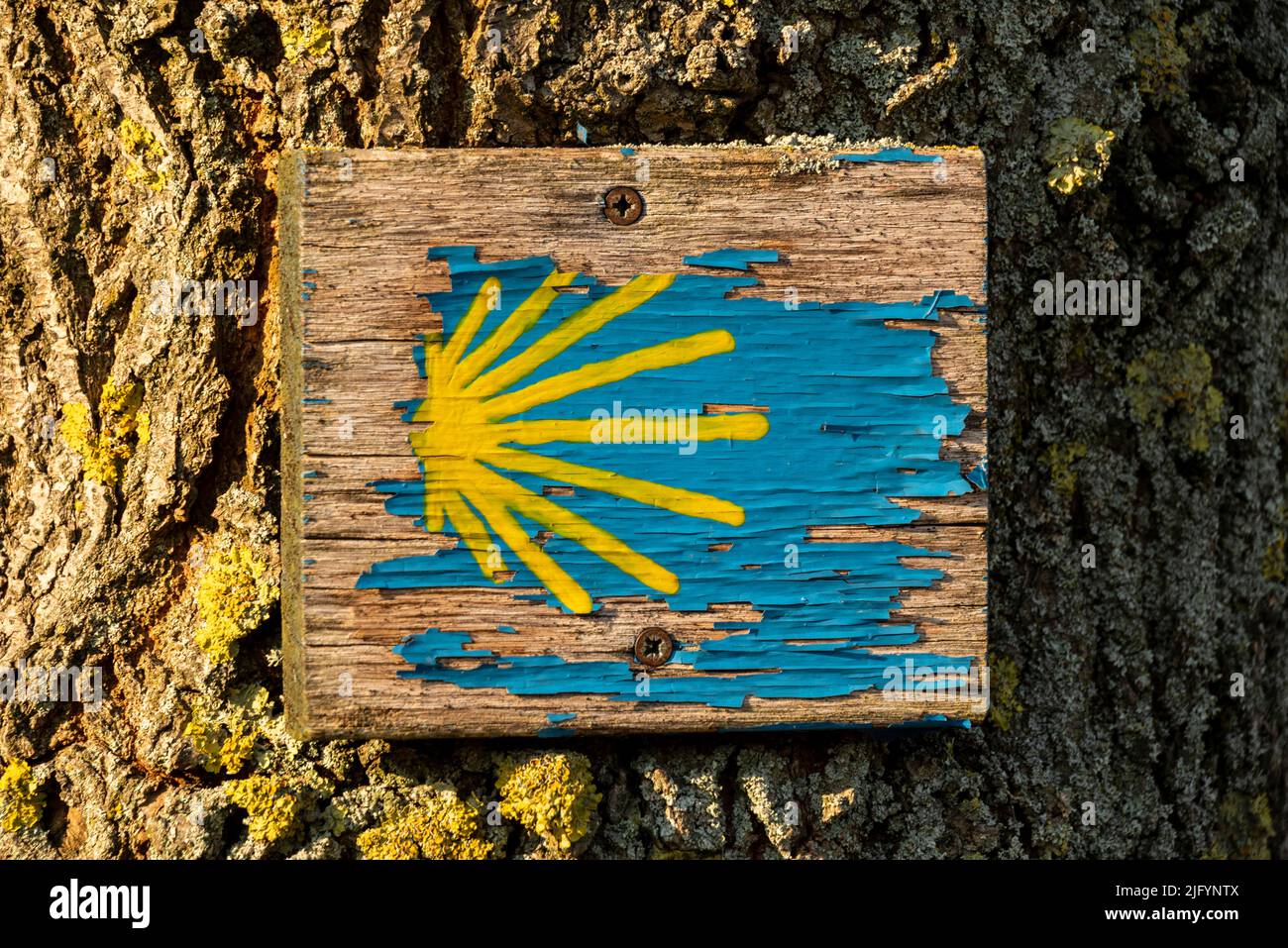 Holzschild mit alter Wegmarkierung des Jakobsweges bei Höxter, Deutschland, die blau-gelbe Farbe der Jakobsmuschel blättert ab Stockfoto