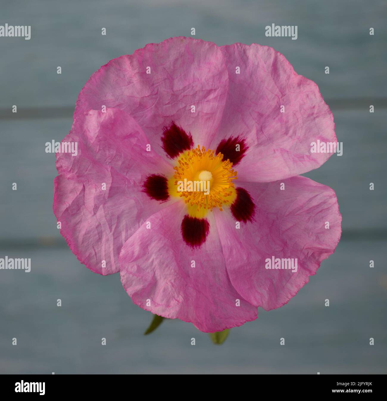 Rosa Blume der Cistus Familie Cistaceae oder Felsenrosenblüte isoliert auf grauem Hintergrund Stockfoto