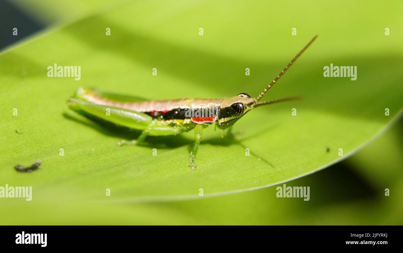 Nahaufnahme einer kurzen gehörnten, knalligen Heuschrecke mit einer langen Antenne, die auf einem grünen Blatt steht, isoliert auf einem dunklen, schwarzen Hintergrund Stockfoto