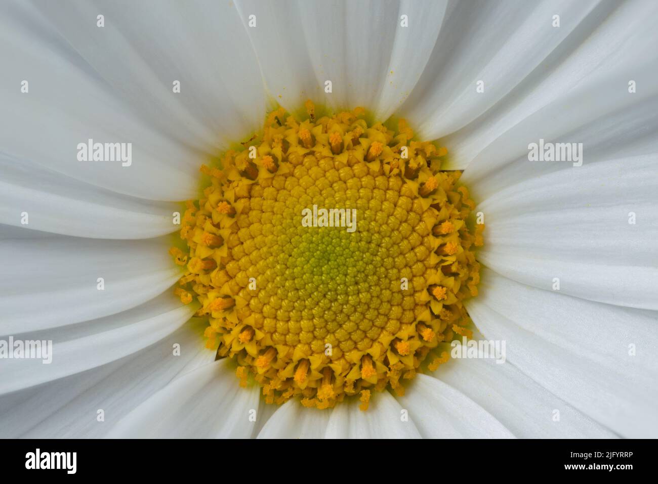 Nahaufnahme von gelben Staubgefäßen weißer Gänseblümchen. Extreme Vergrößerung mit Blütenblättern, Anthern und Staubgefäßen Stockfoto