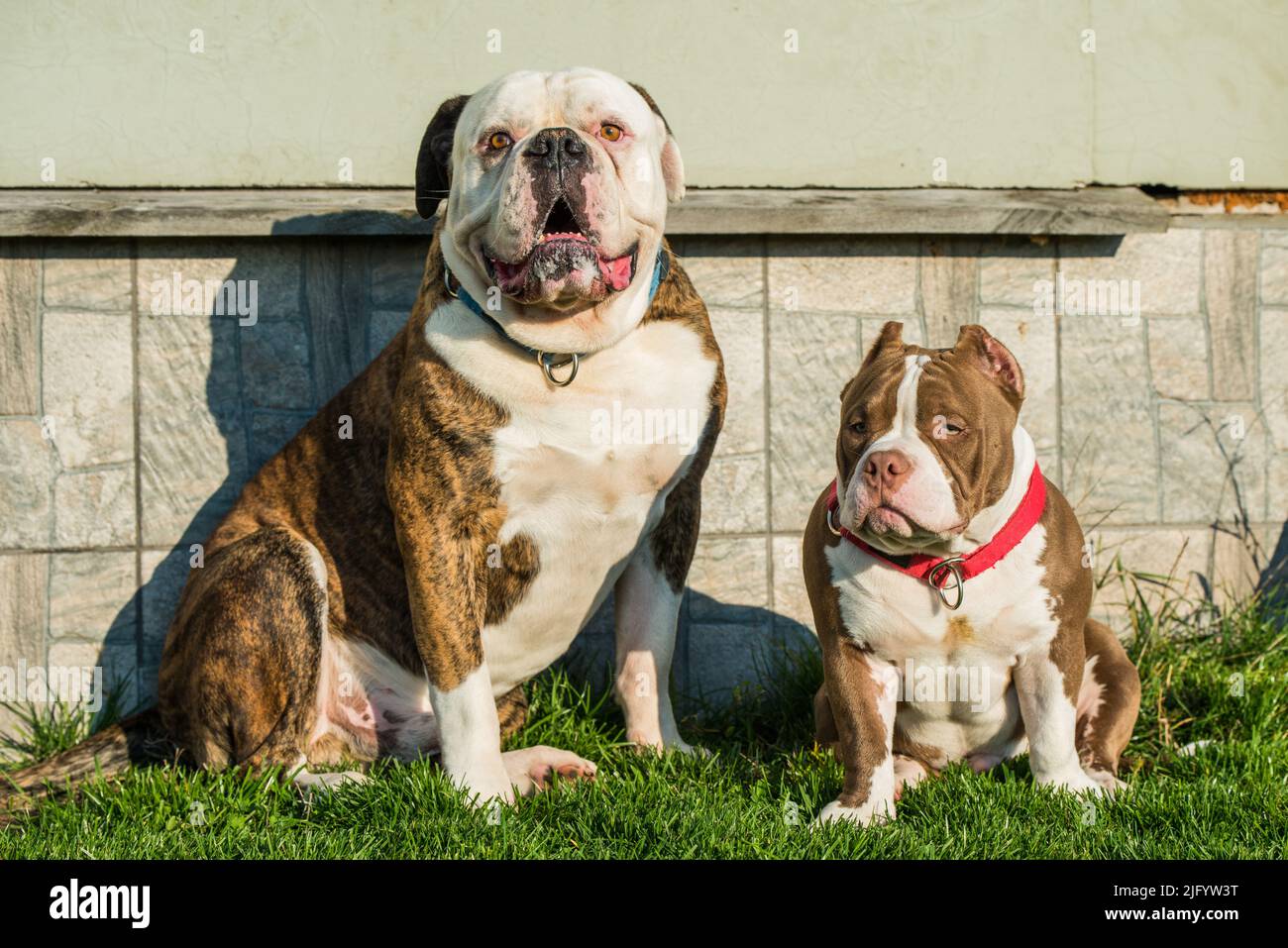 Brinder Mantel American Bulldog Hund und American Bully Welpen draußen Stockfoto