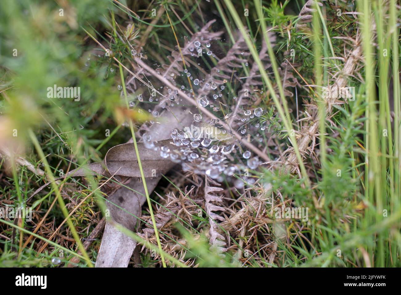 Einige Wassertropfen, die in einem Spinnennetz gefangen sind Stockfoto