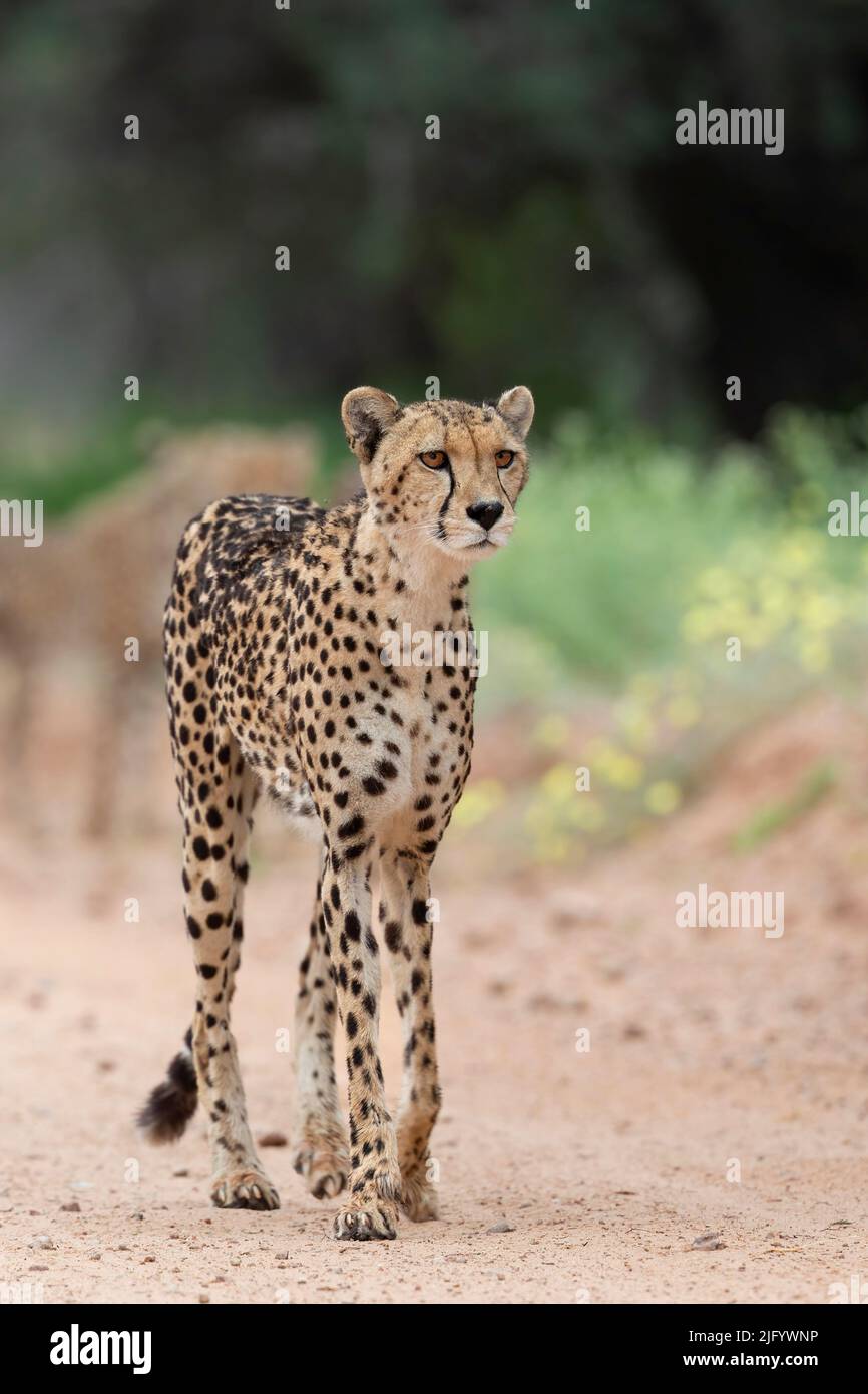 Cheetah (Acinonyx jubatus) weiblich, Kgalagadi Transfrontier Park, Nordkap, Südafrika, Afrika Stockfoto