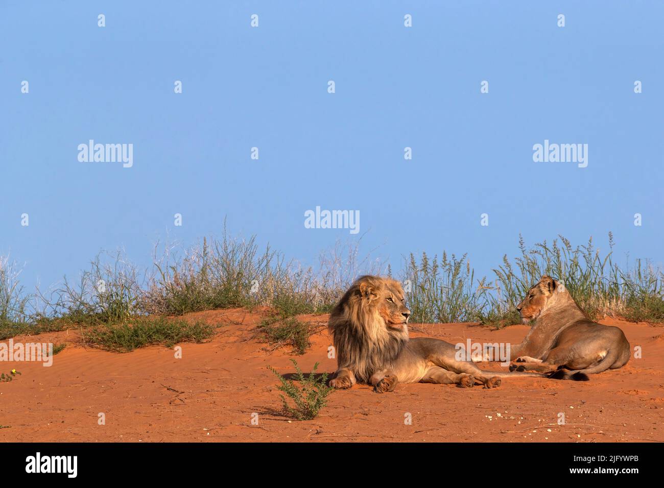 Löwe und Löwin (Panthera leo), Kgalagadi Transfrontier Park, Nordkap, Südafrika, Afrika Stockfoto