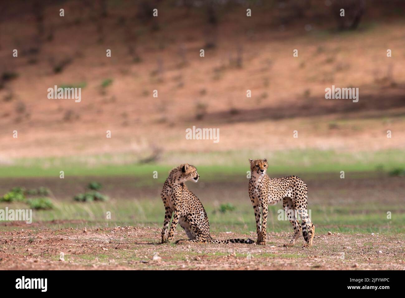 Junger Gepard (Acinonyx jubatus), Kgalagadi Transfrontier Park, Nordkap, Südafrika, Afrika Stockfoto
