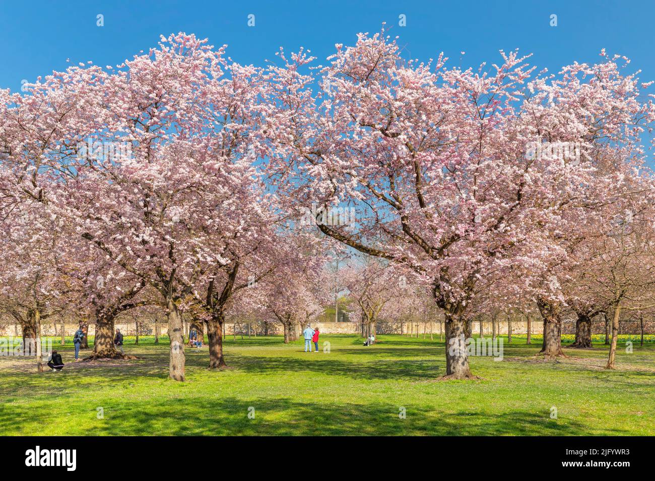 Kirschblüte im Barockgarten von Schloss Schwetzingen, Schwetzingen, Baden-Württemberg, Deutschland, Europa Stockfoto