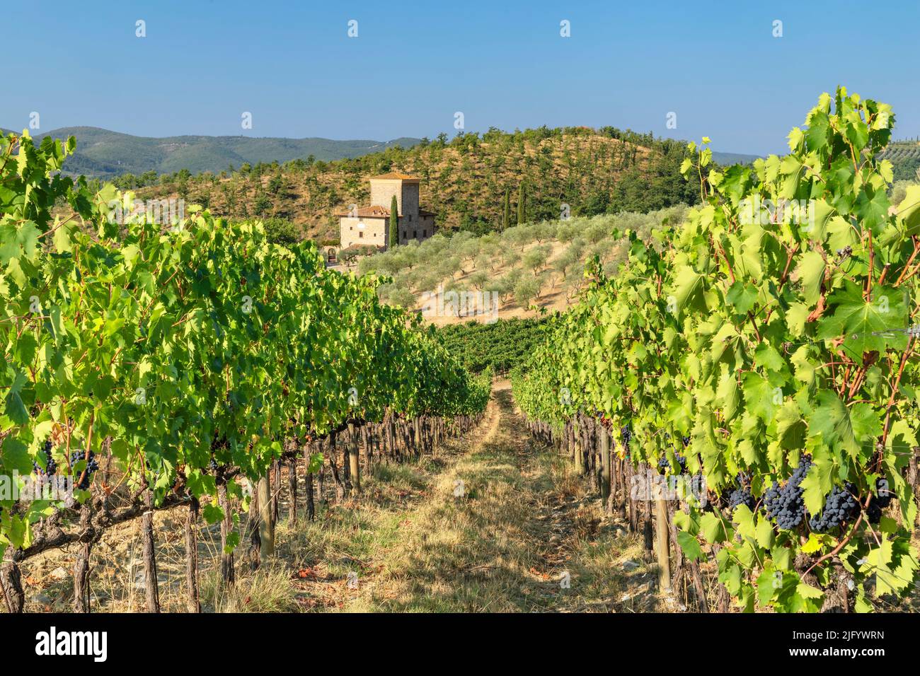 Weinberge in der Nähe von Radda in Chianti, Chianti, Bezirk Firenzano, Toskana, Italien, Europa Stockfoto