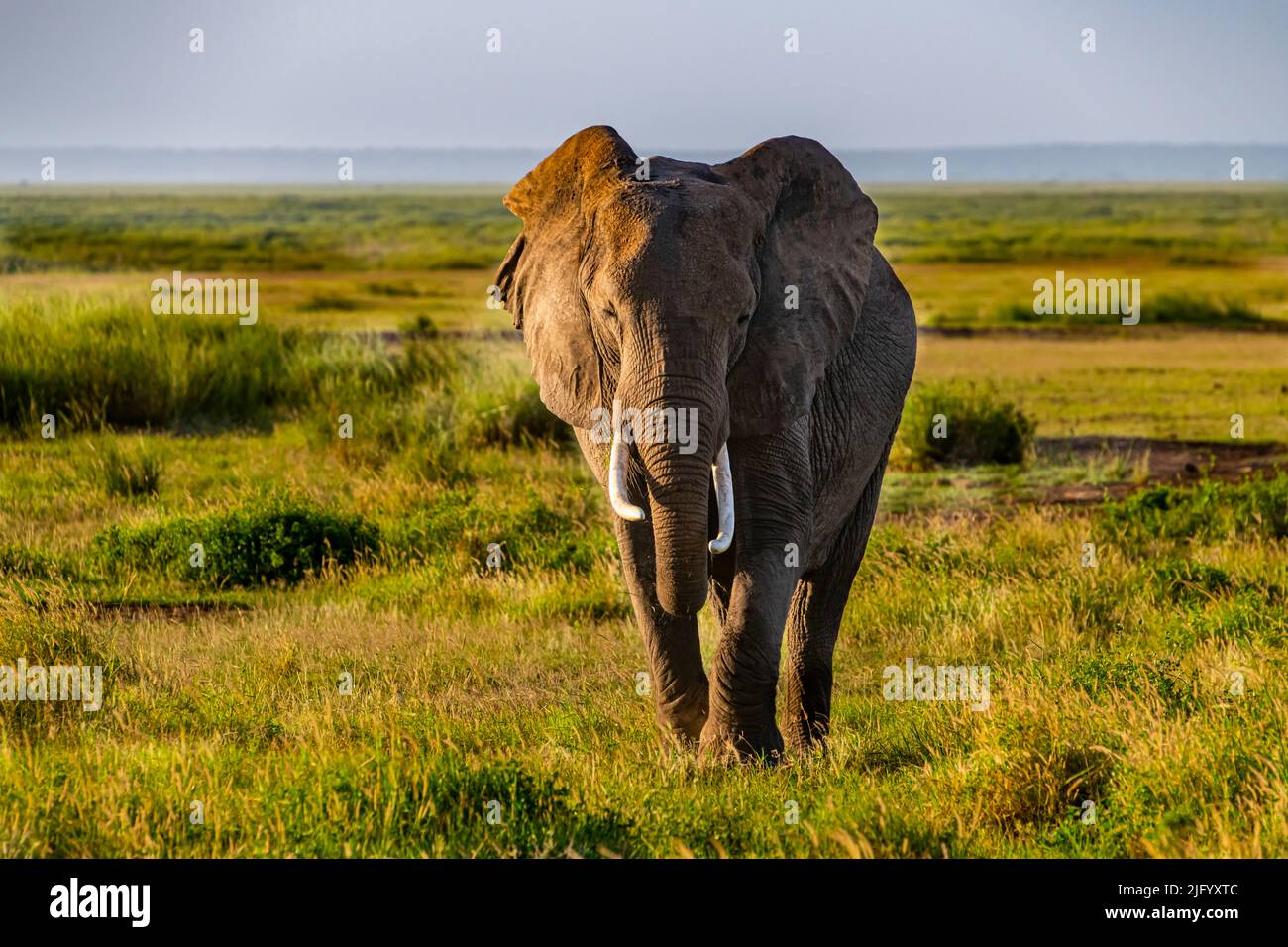 Afrikanischer Elefant (Loxodonta), Amboseli-Nationalpark, Kenia, Ostafrika, Afrika Stockfoto