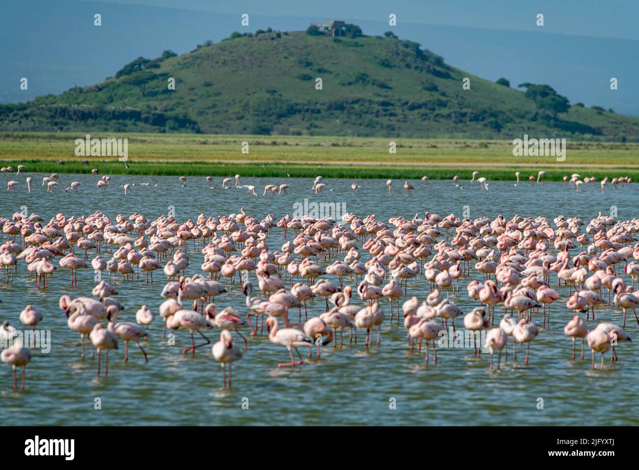 Flamingos in einem See, Amboseli-Nationalpark, Kenia, Ostafrika, Afrika Stockfoto