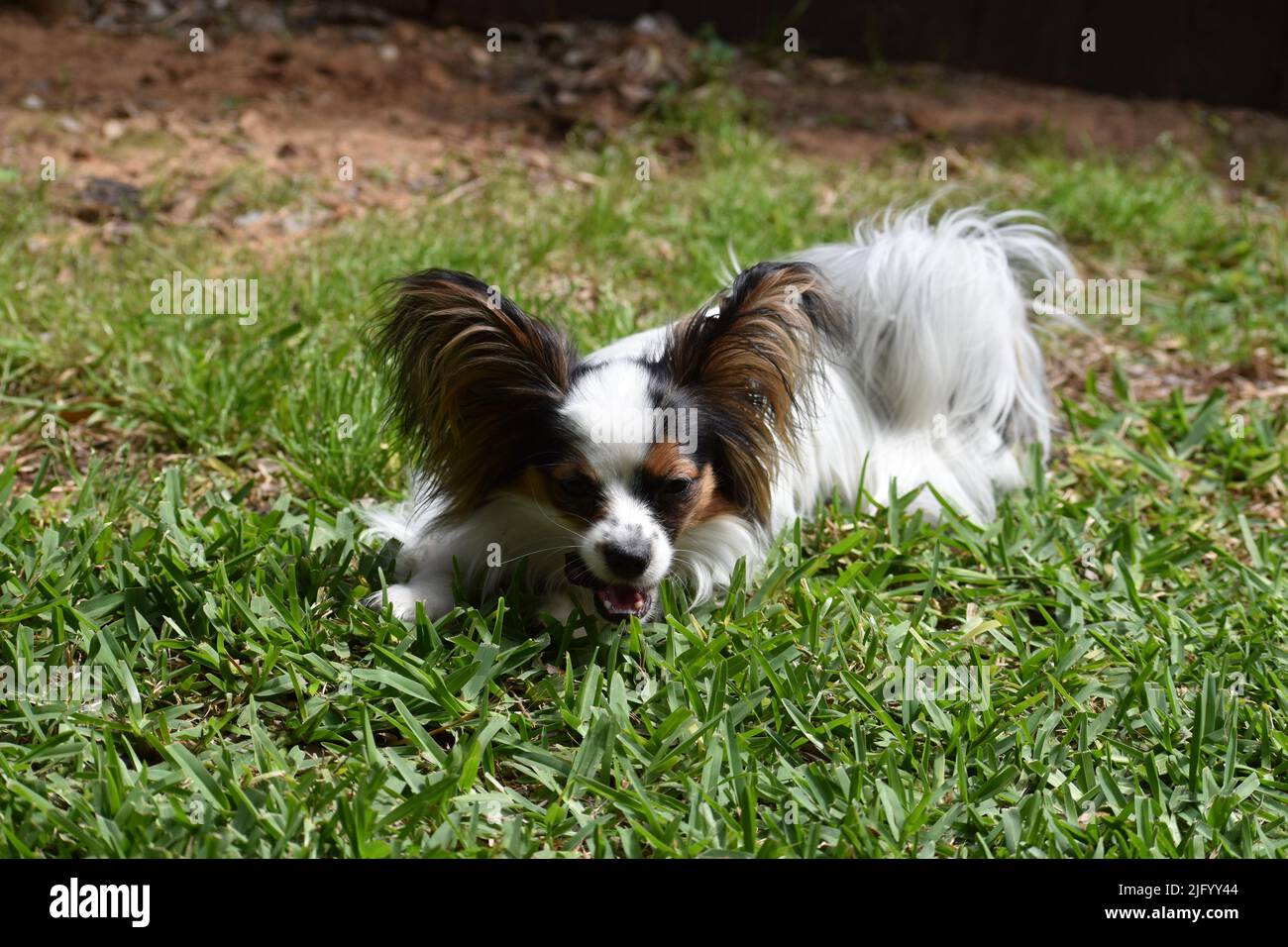 Nahaufnahme eines Papillon-Hundes, der im Freien im grünen Gras im Sonnenlicht liegt Stockfoto