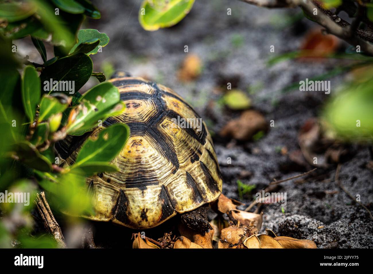 Nahaufnahme einer wunderschönen Schildkröte auf verschwommenem Hintergrund, Kapstadt, Südafrika Stockfoto